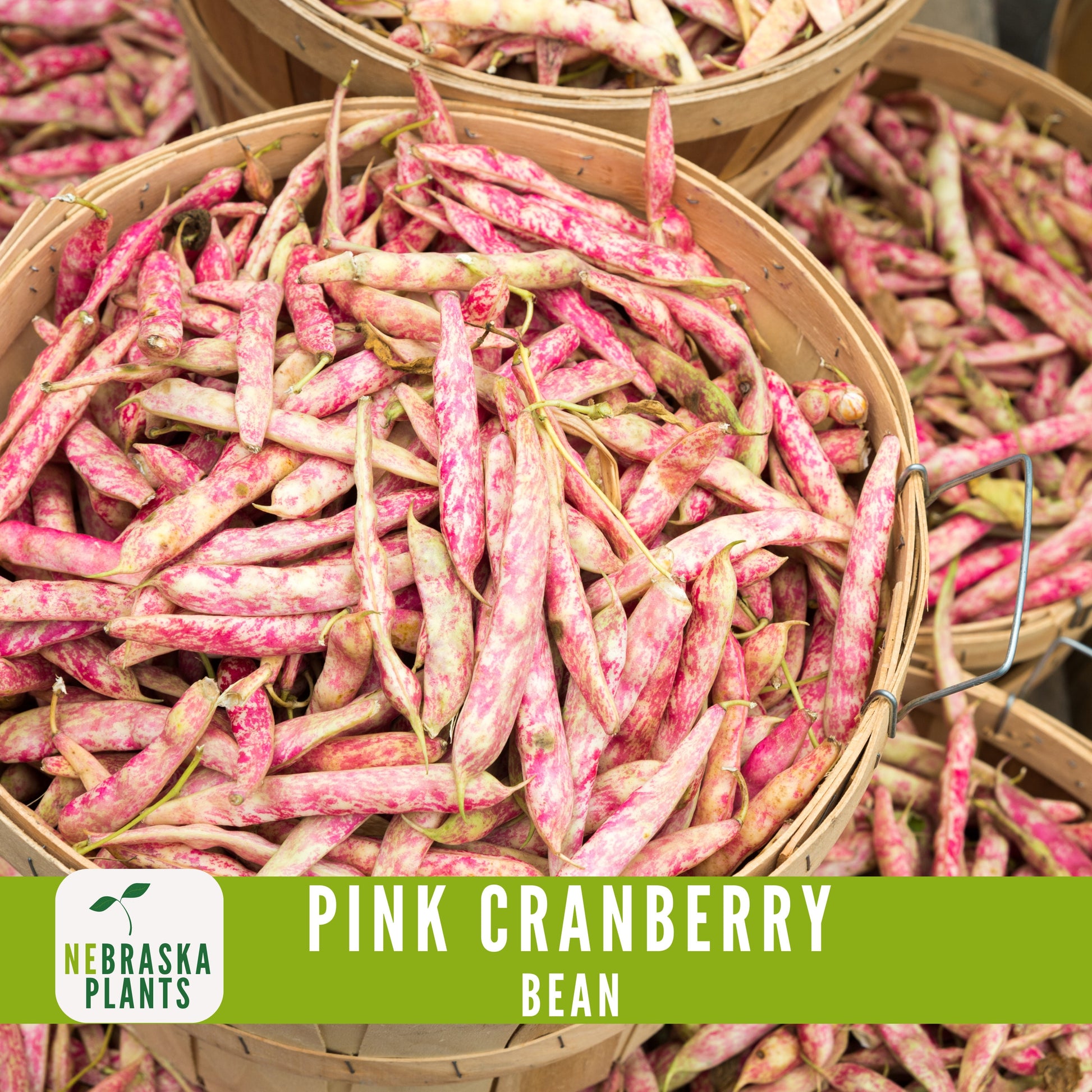 Pink Cranberry Bean Seeds - Nebraska Seeds