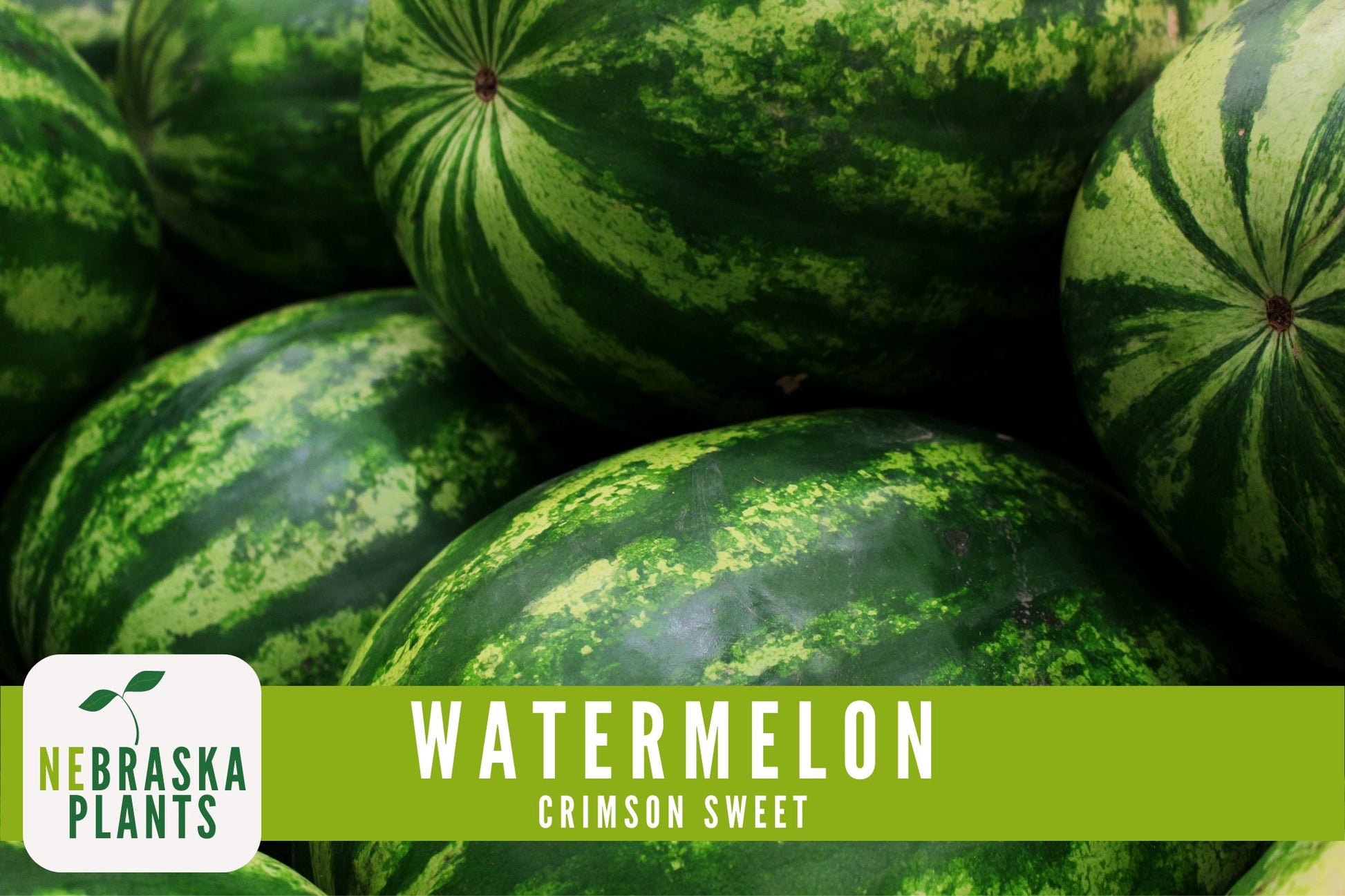 Watermelon Seeds - Crimson Sweet Heirloom Watermelon Seeds - Nebraska Seeds