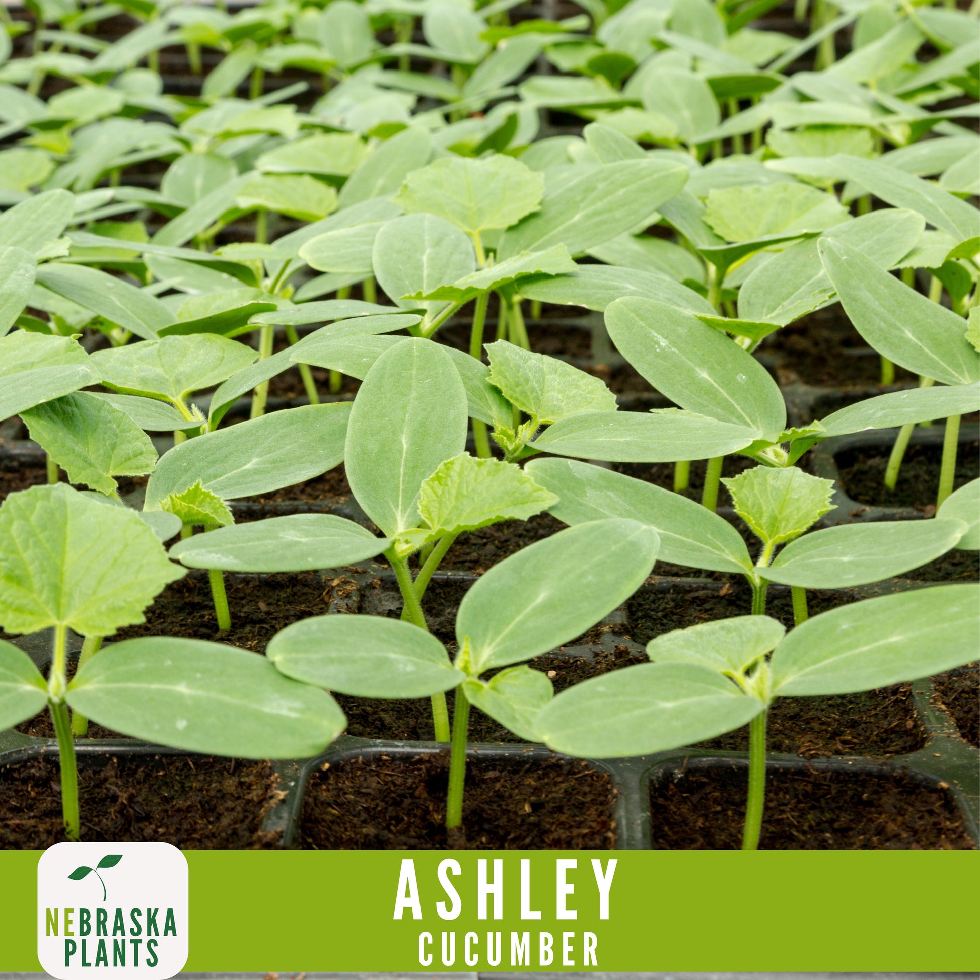 Ashley Cucumber Seeds - Nebraska Seeds