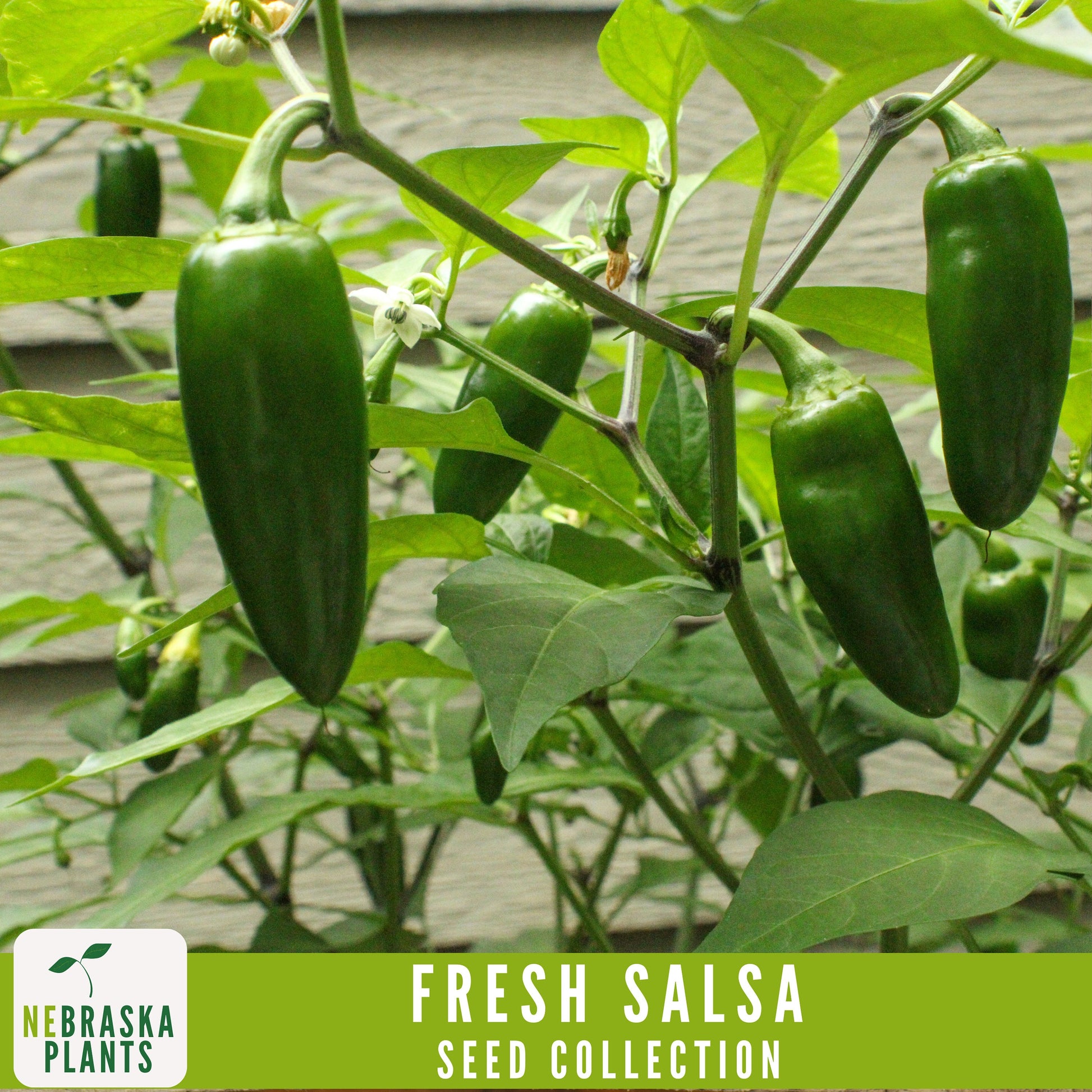 Garden Salsa Seed Collection - Heirloom Seeds for Making Salsa - Nebraska Seeds