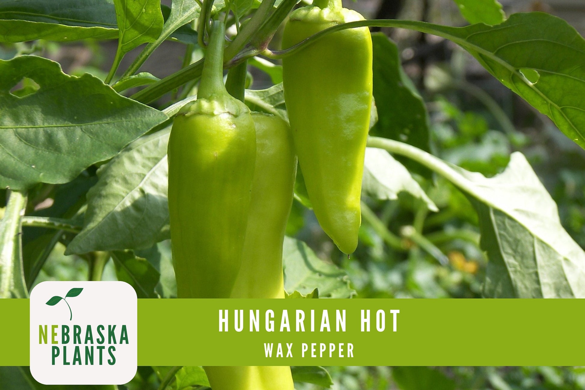 Hungarian Wax Pepper Seeds - Nebraska Seeds