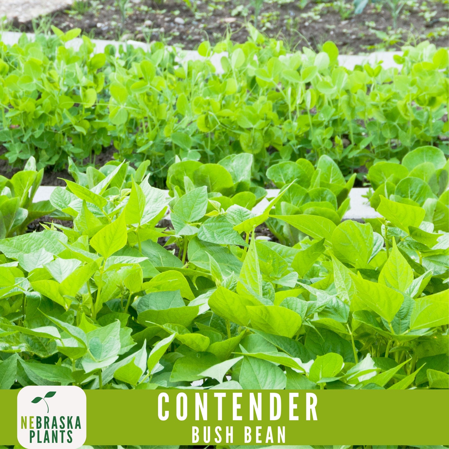 Contender Bush Bean Seeds - Nebraska Seeds