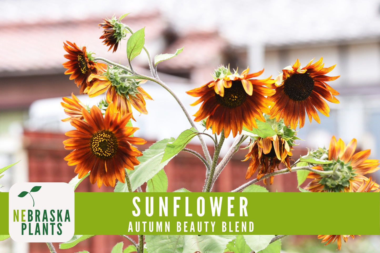 Sunflower Seeds - Autumn Beauty Blend Heirloom Sunflower Seeds - Nebraska Seeds