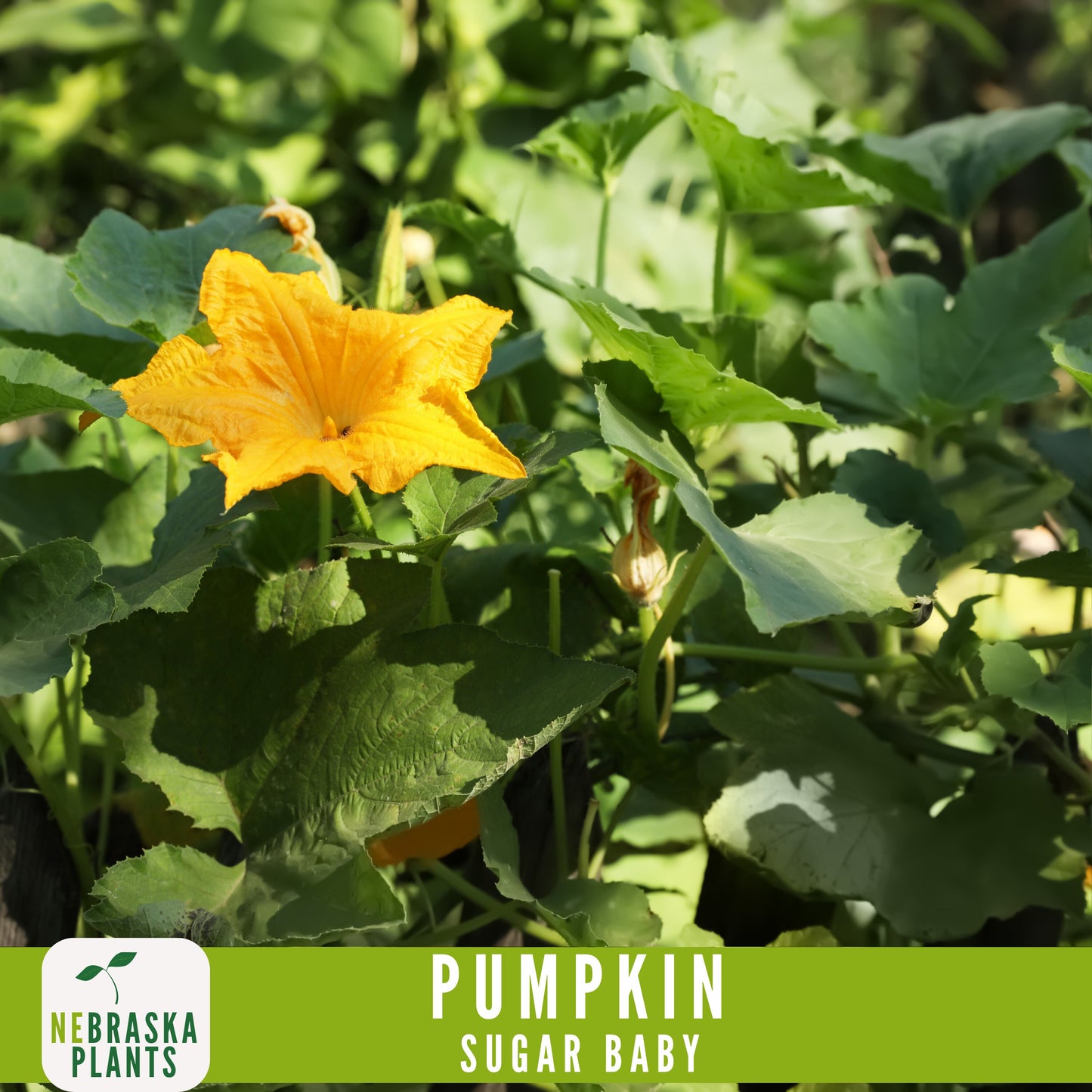 Sugar Pie Pumpkin Seeds - Celebrate the Spirit of Autumn with Heirloom, Non-GMO Pumpkin Seeds - Nebraska Seeds