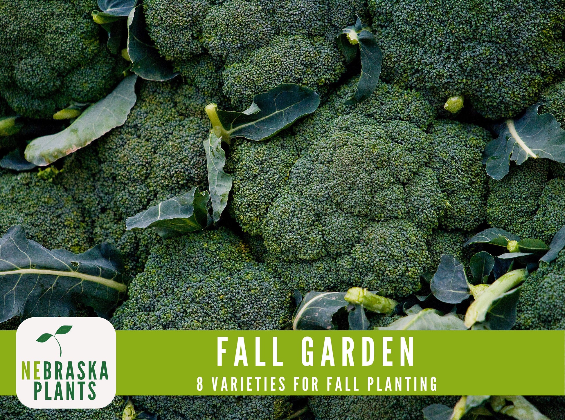 Fall Garden Seed Collection - 8 Heirloom Vegetable and Herb Seeds for Fall Planting - Nebraska Seeds