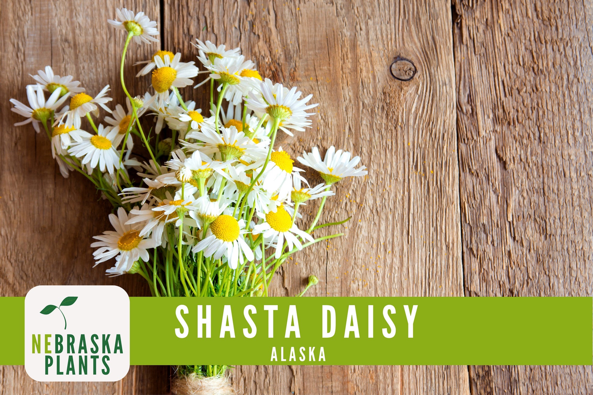 Shasta Daisy Seeds - Alaska Shasta Daisy Heirloom Flower Seeds - Nebraska Seeds