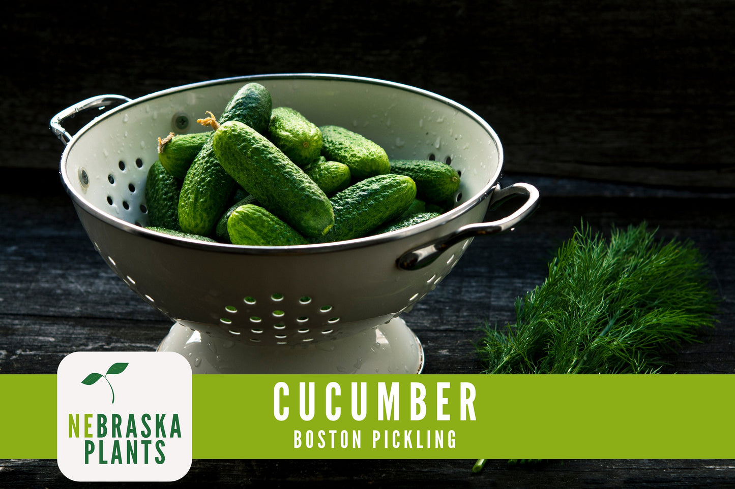 Boston Pickling Cucumber Seeds - Nebraska Seeds