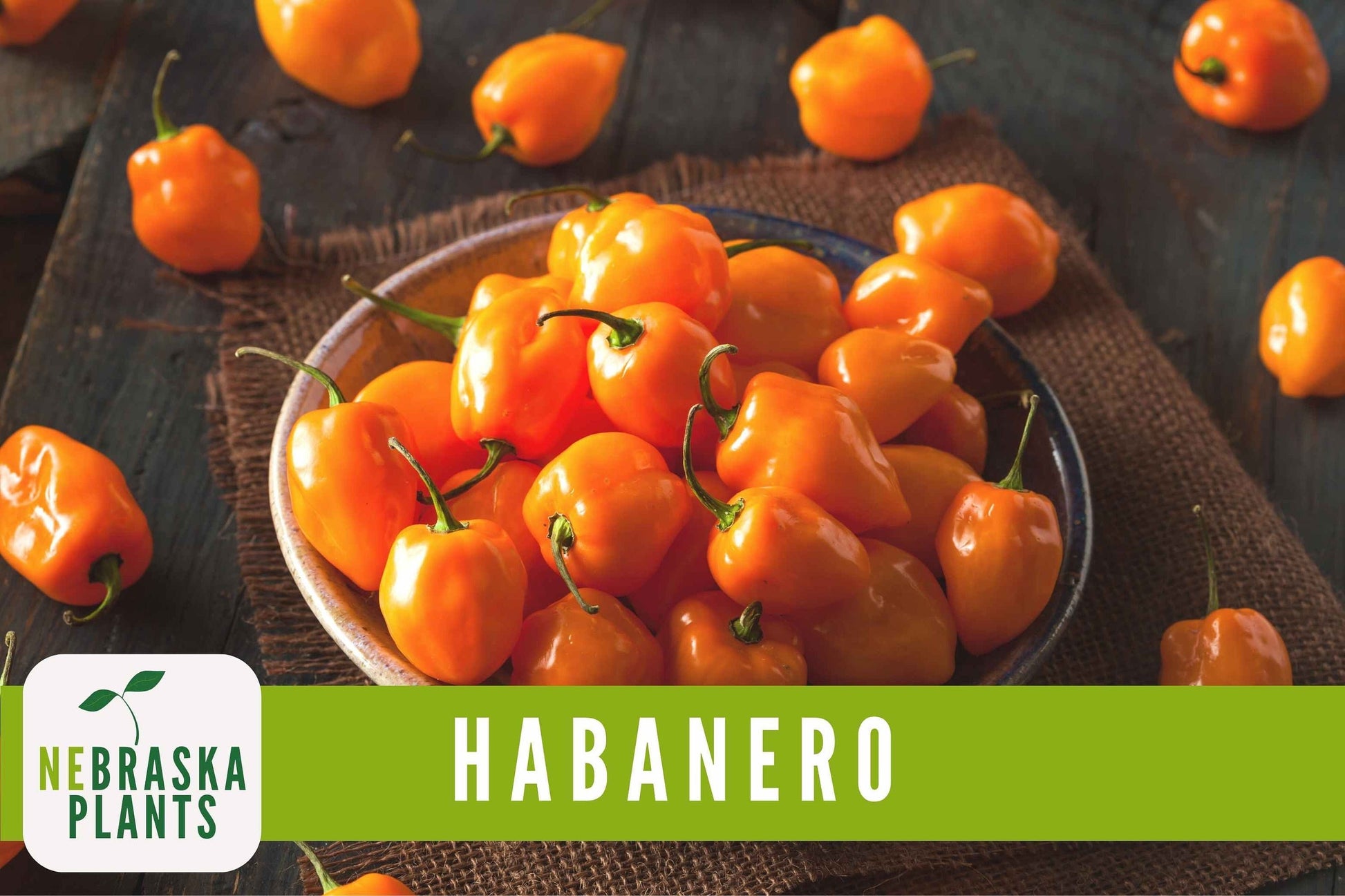 Orange Habanero Heirloom Seeds - Nebraska Seeds