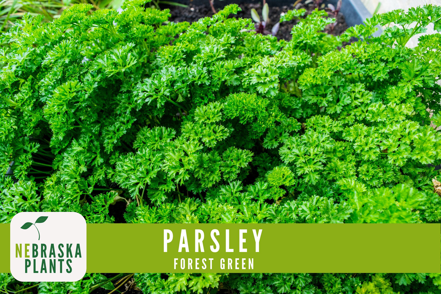 Forest Green Heirloom Parsley Seeds - Nebraska Seeds