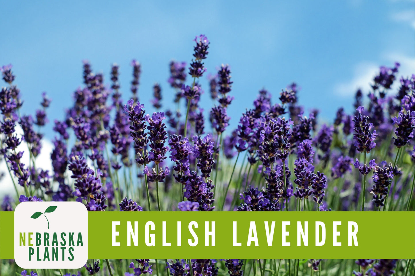 English Lavender Seeds - Nebraska Seeds