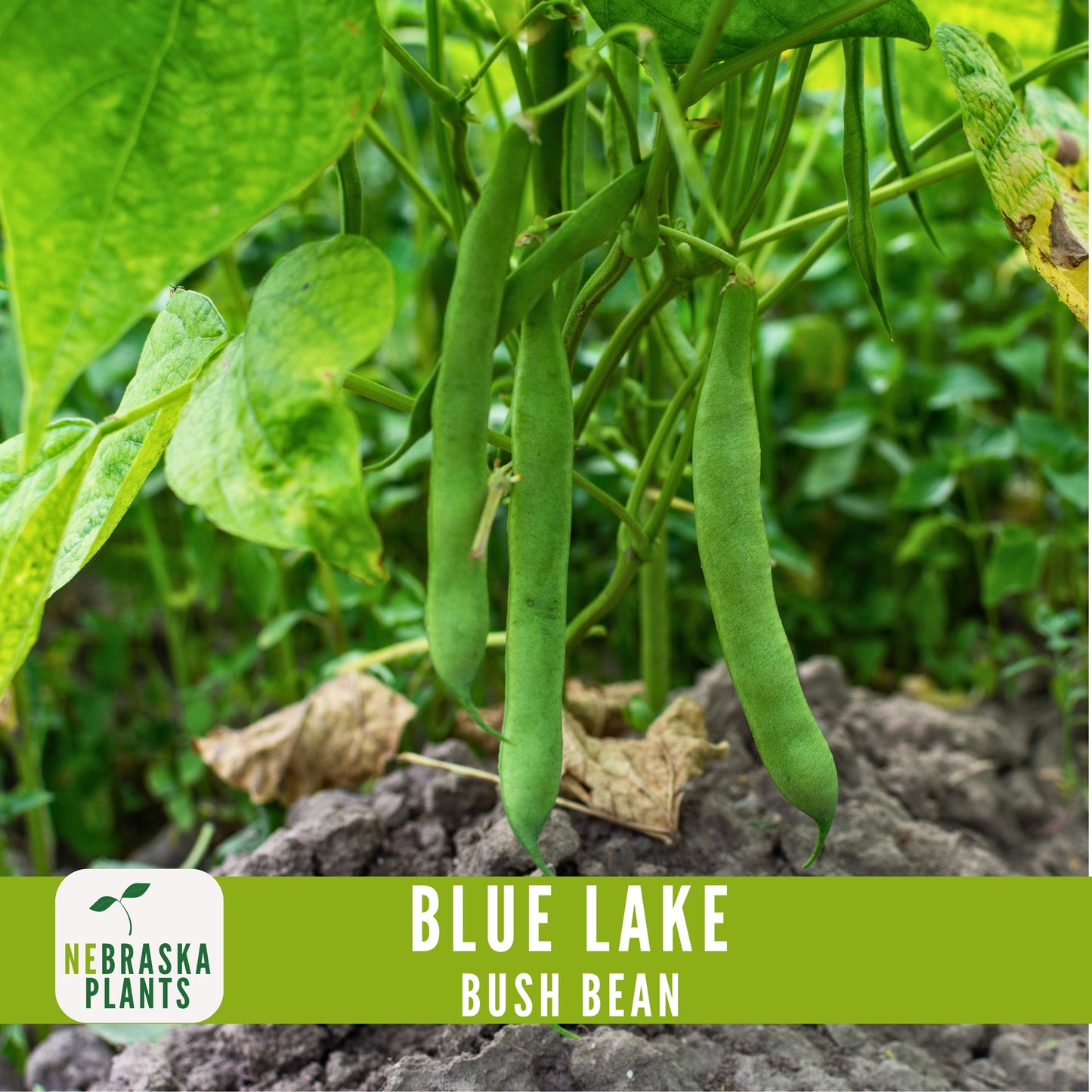 Blue Lake Bush Bean Seeds - Nebraska Seeds