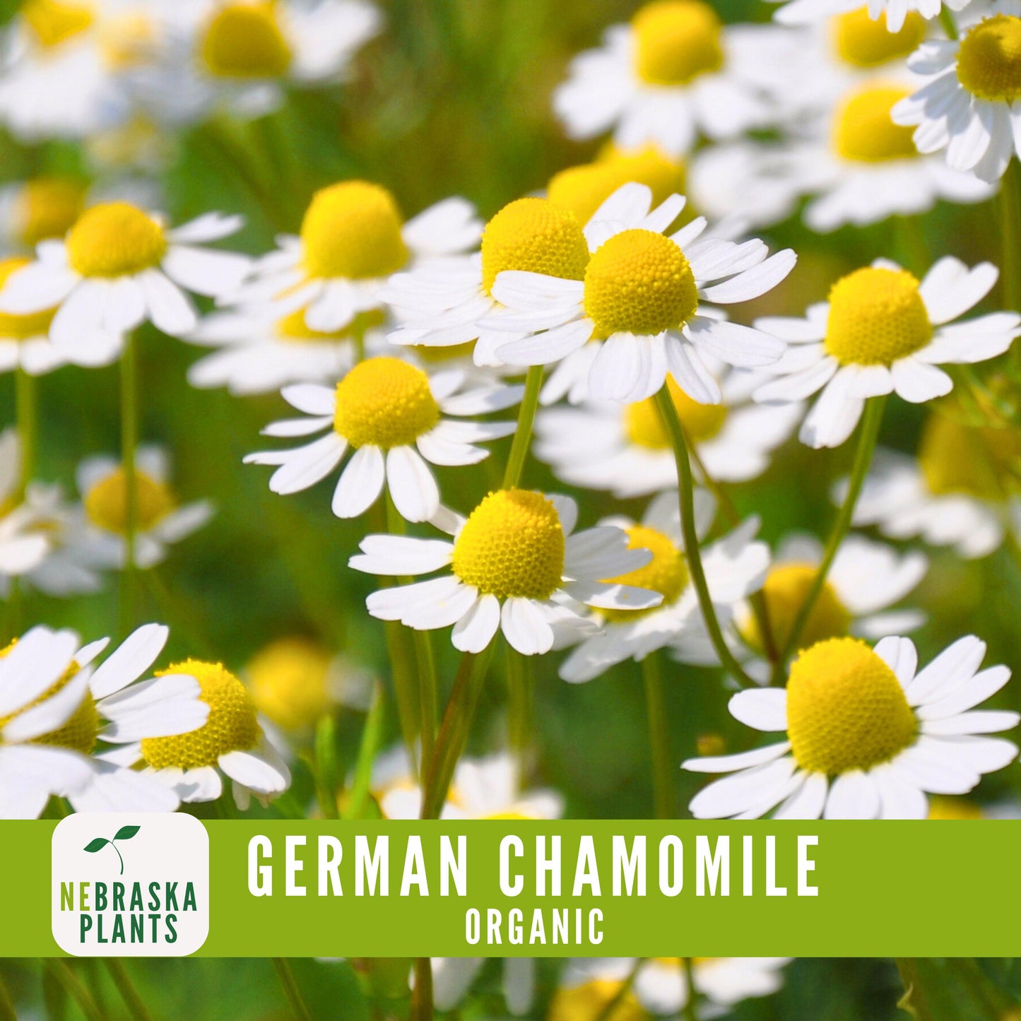 Organic German Chamomile Seeds - Nebraska Seeds