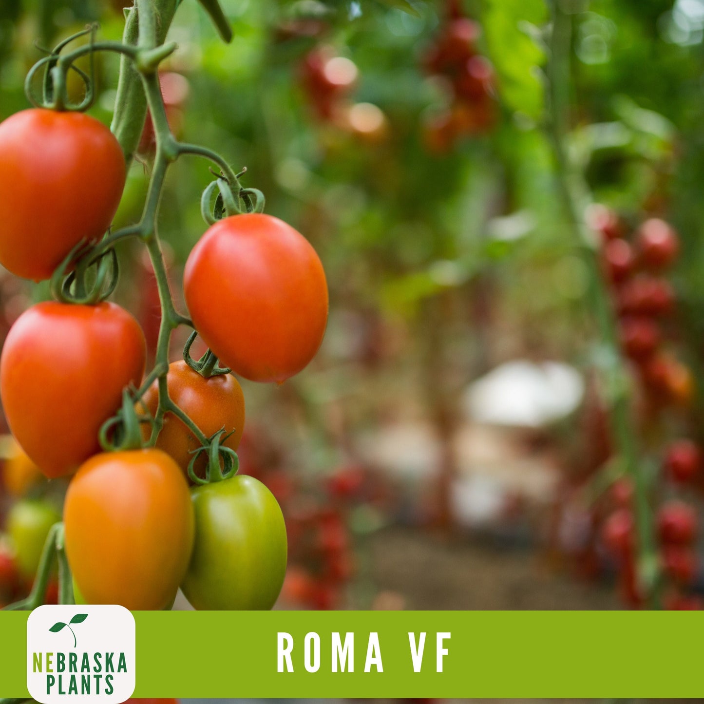 Roma VF Tomato Seeds - Disease-Resistant, High-Yield Heirloom Variety - Nebraska Seeds