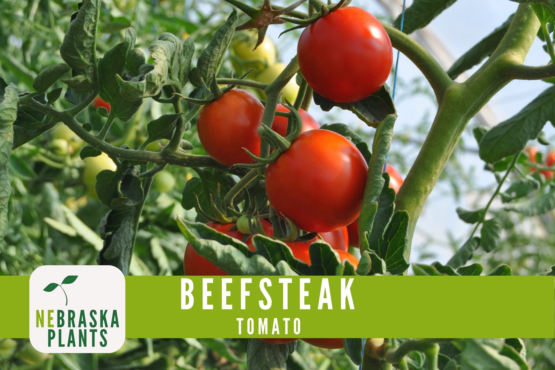 Beefsteak Tomato Seeds - Nebraska Seeds