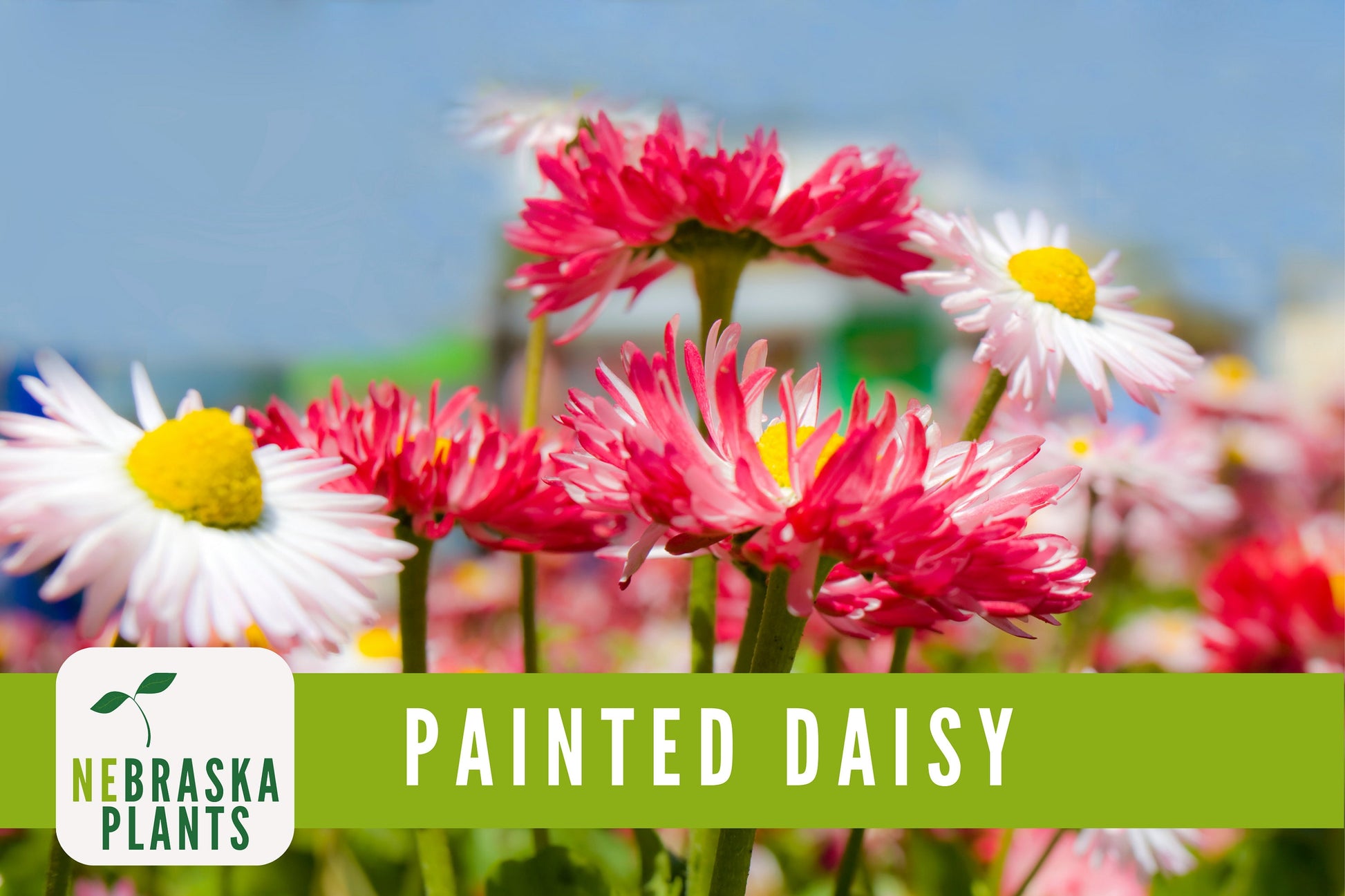 Painted Daisy Heirloom Flower Seeds - Nebraska Seeds