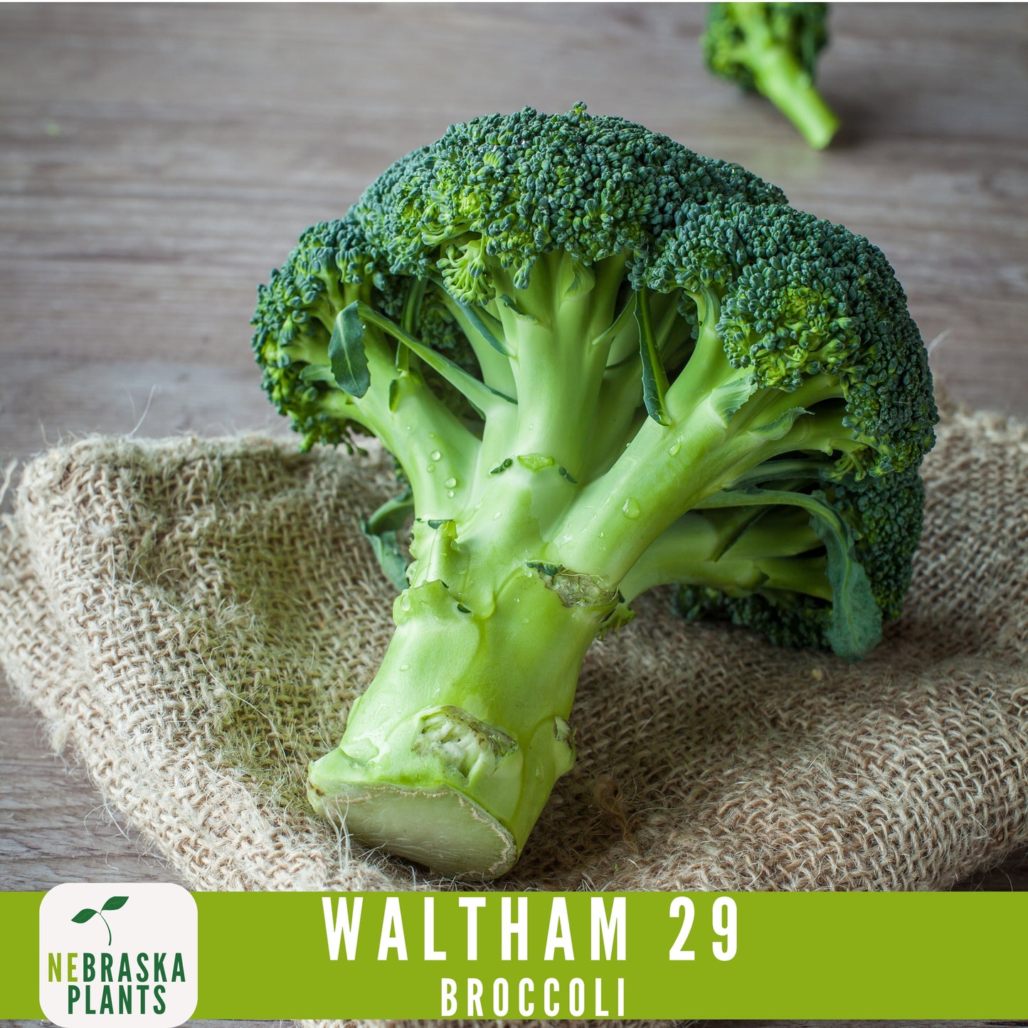 Waltham 29 Broccoli Seeds - Heirloom and Nutrient-Packed Garden Delight! - Nebraska Seeds