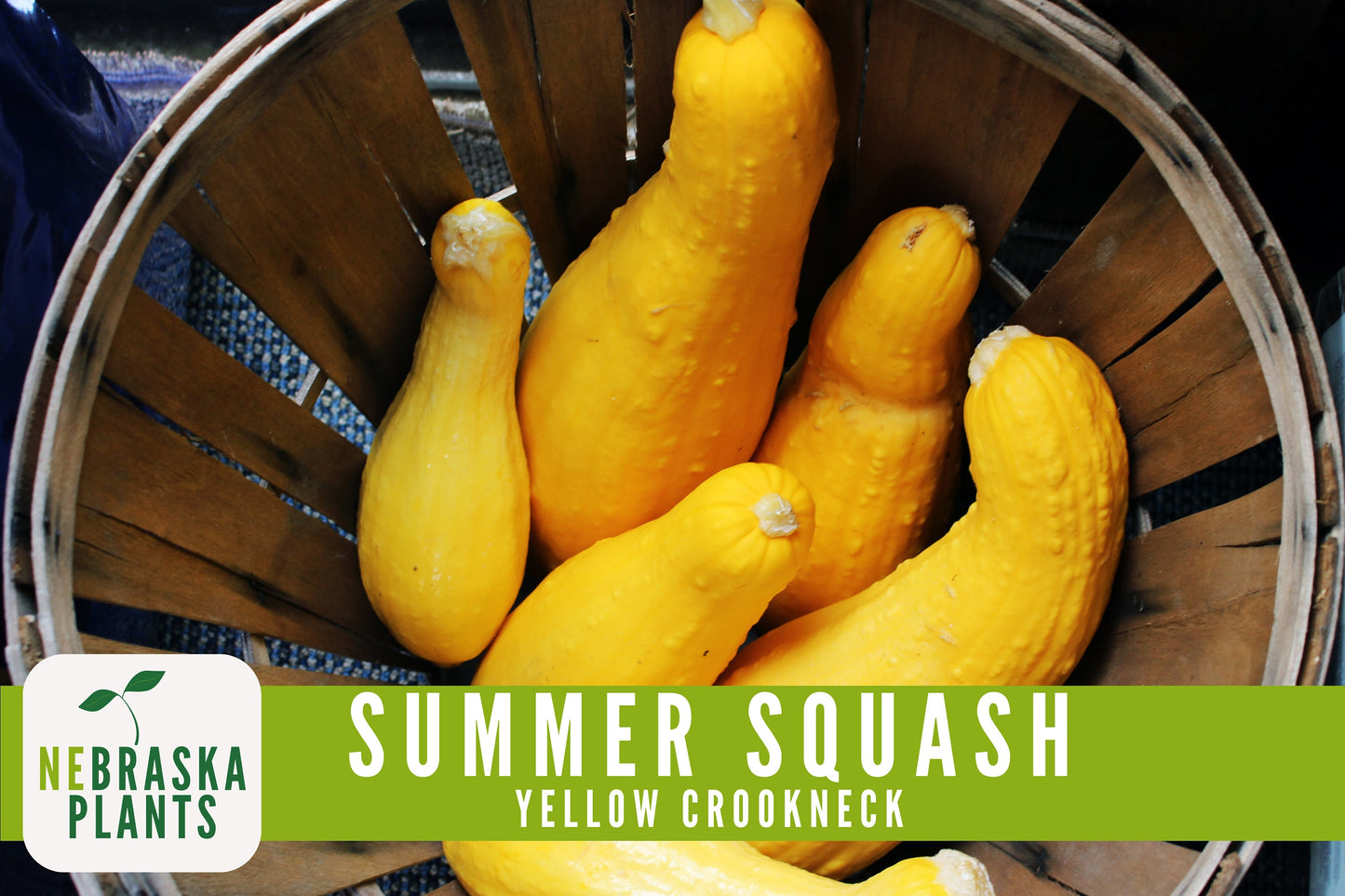 Summer Squash Seeds - Yellow Crookneck Heirloom Squash Seeds - Nebraska Seeds