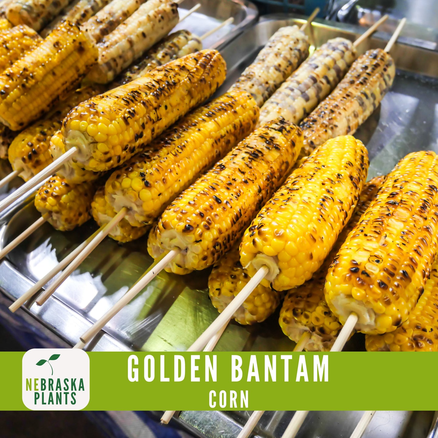 Golden Bantam Corn Seeds - Nebraska Seeds