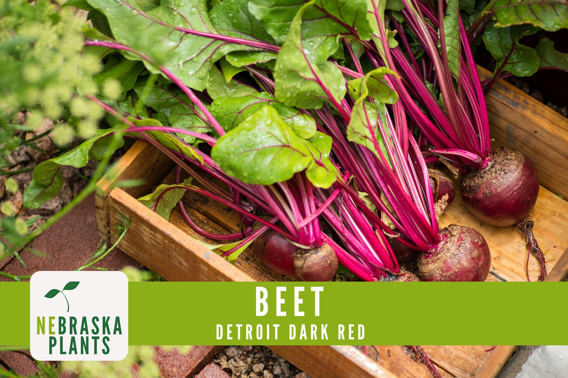 Detroit Dark Red Beet Seeds - Nebraska Seeds