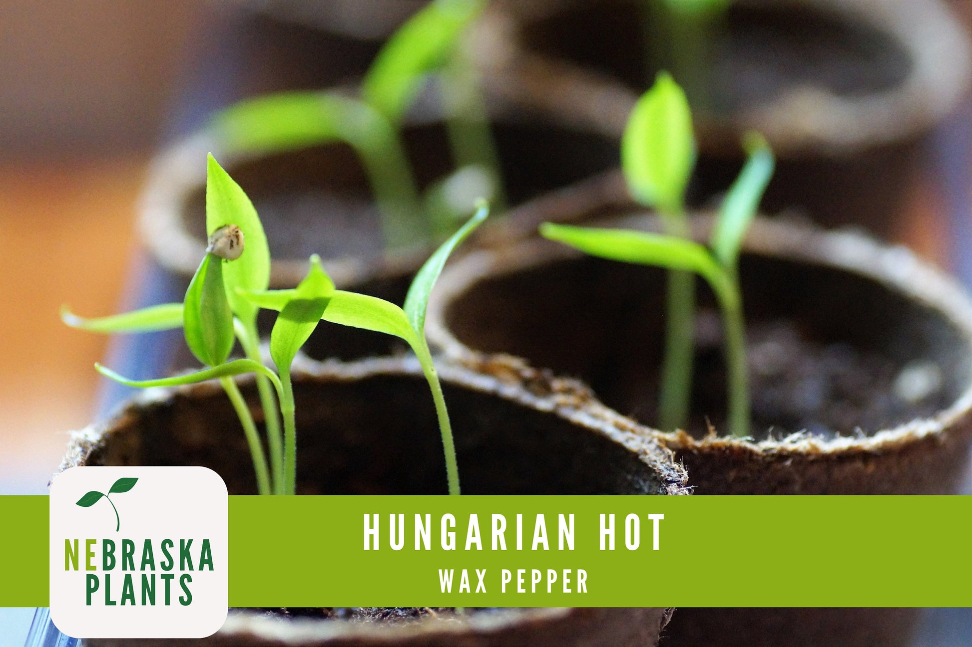 Hungarian Wax Pepper Seeds - Nebraska Seeds