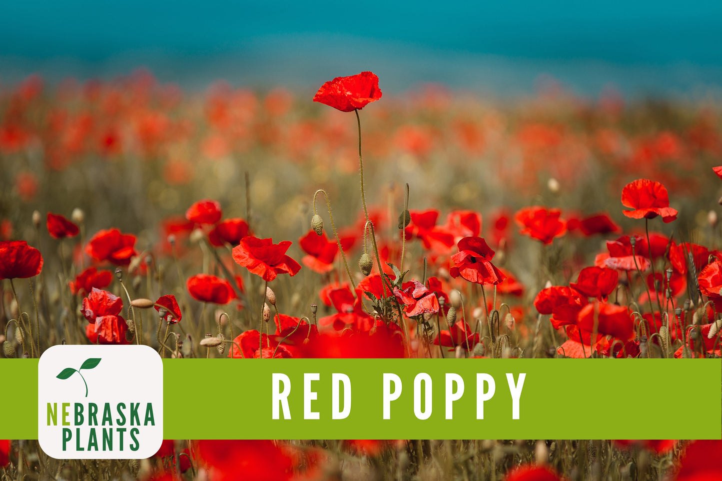 Red Poppy Flower Seeds - Heirloom Red Poppy Flower Seeds - Nebraska Seeds