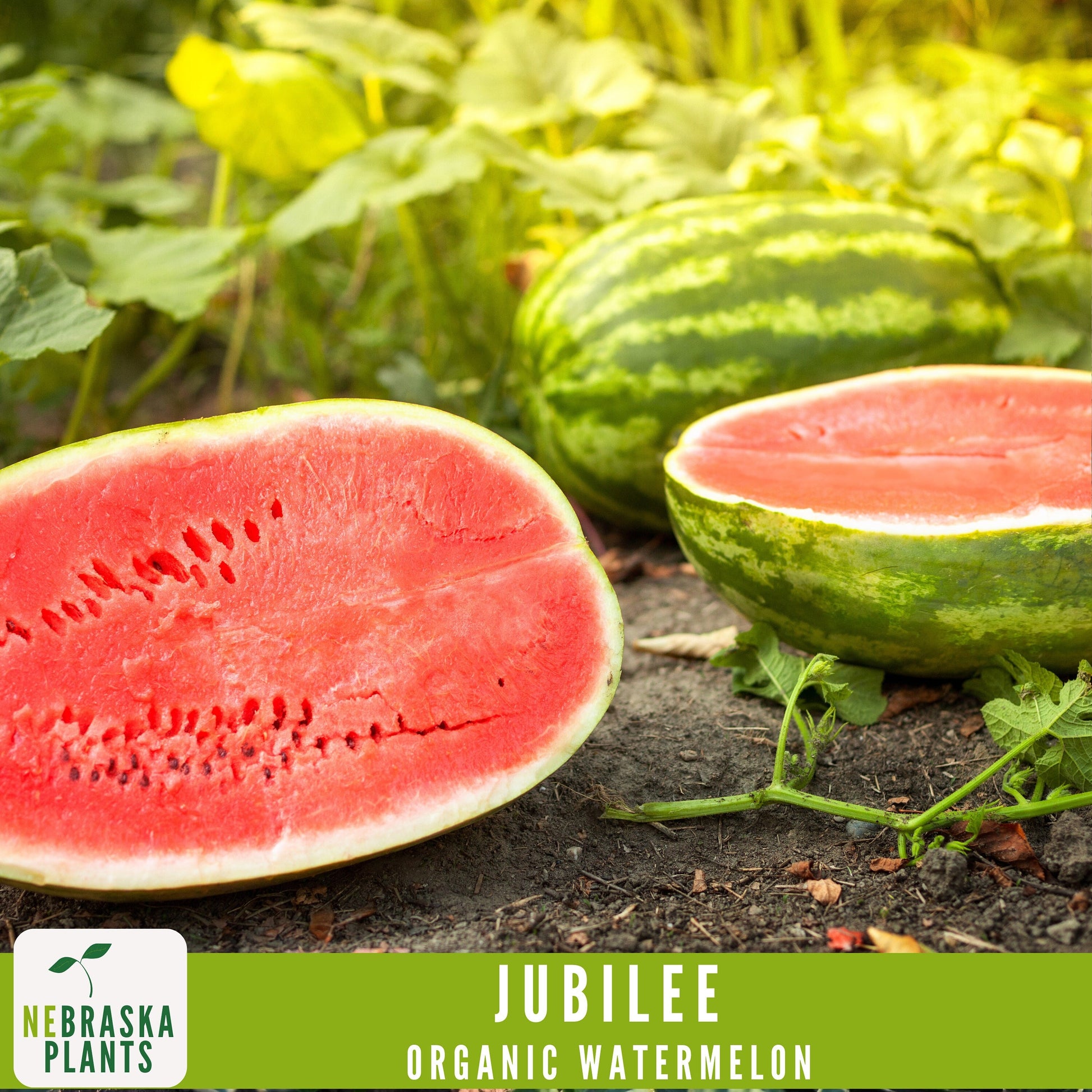 Organic Jubilee Heirloom Watermelon Seeds - Nebraska Seeds