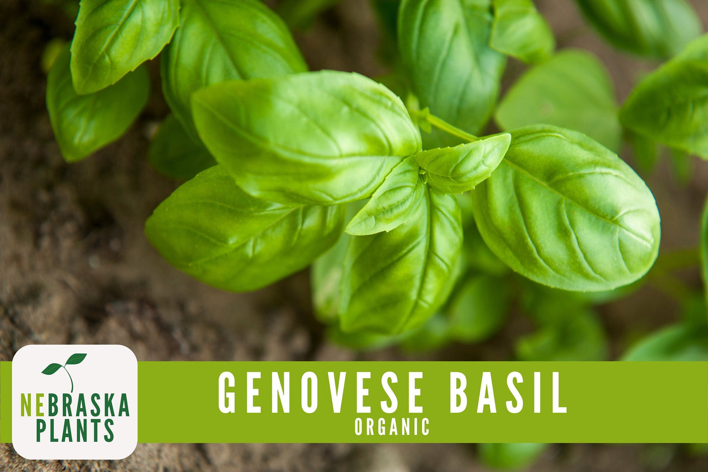 Organic Genovese Heirloom Basil Seeds - Nebraska Seeds