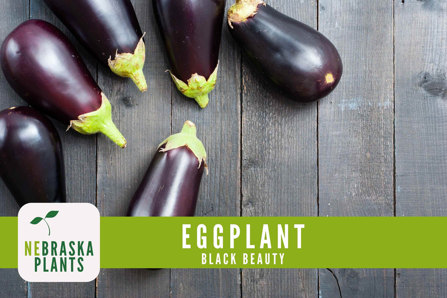 Black Beauty Eggplant Seeds - Nebraska Seeds