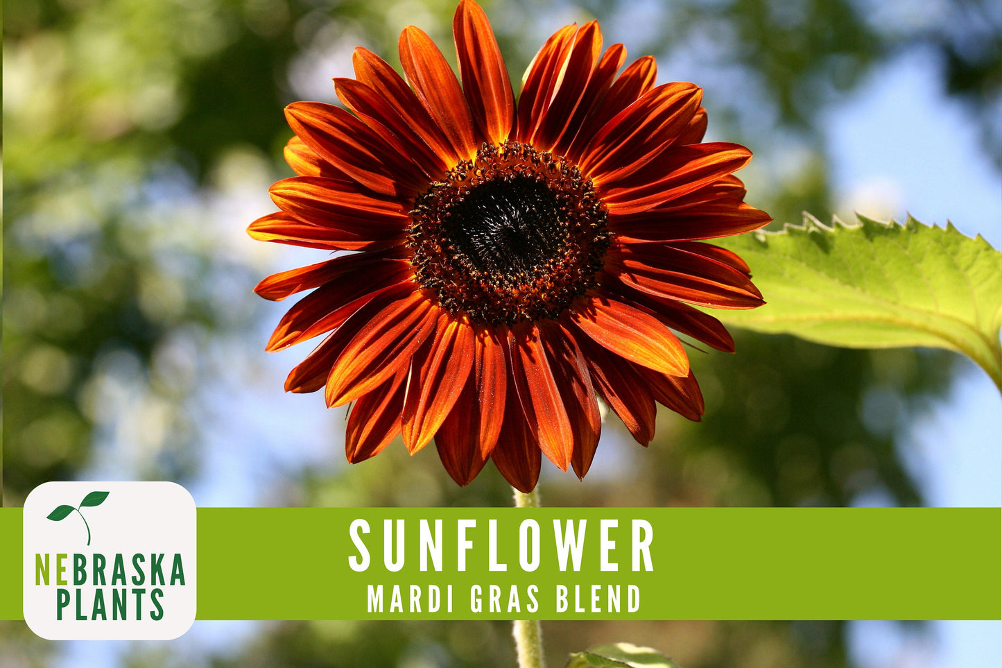 Mardi Gras Sunflower Seeds - Nebraska Seeds