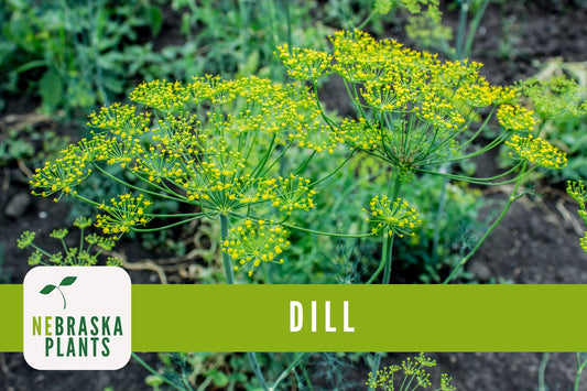 Bouquet Dill Herb Seeds - Nebraska Seeds