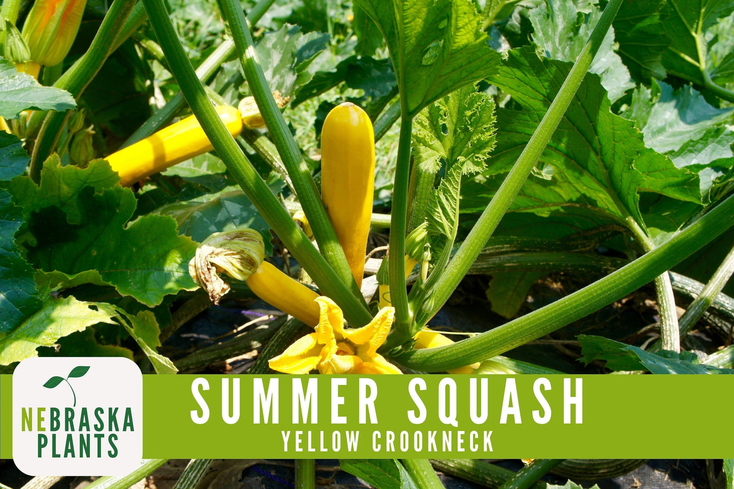 Summer Squash Seeds - Yellow Crookneck Heirloom Squash Seeds - Nebraska Seeds