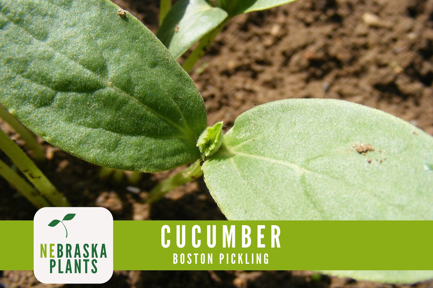 Boston Pickling Cucumber Seeds - Nebraska Seeds