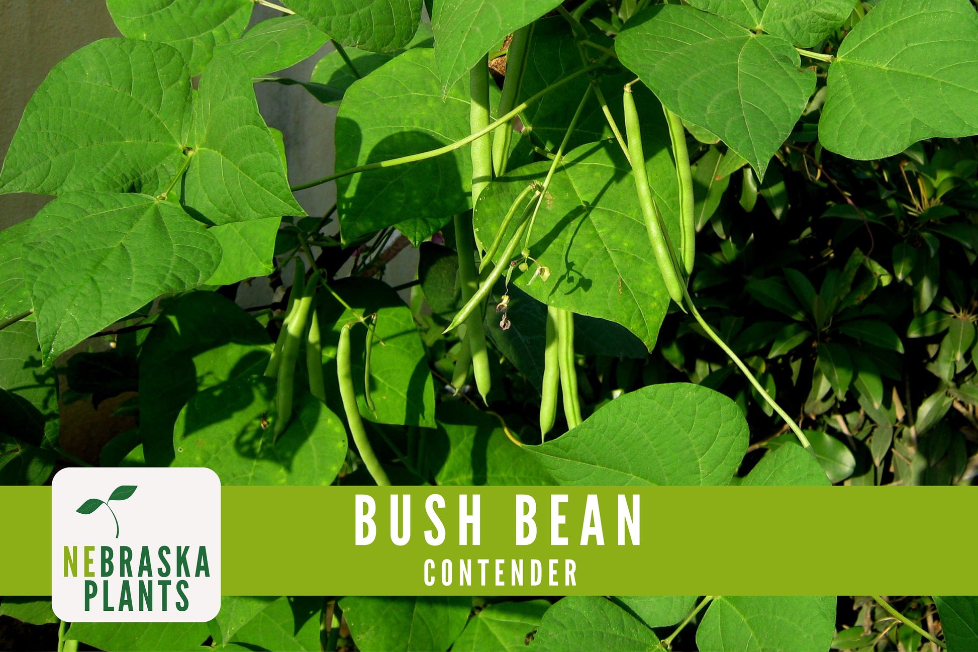 Contender Bush Bean Seeds - Nebraska Seeds