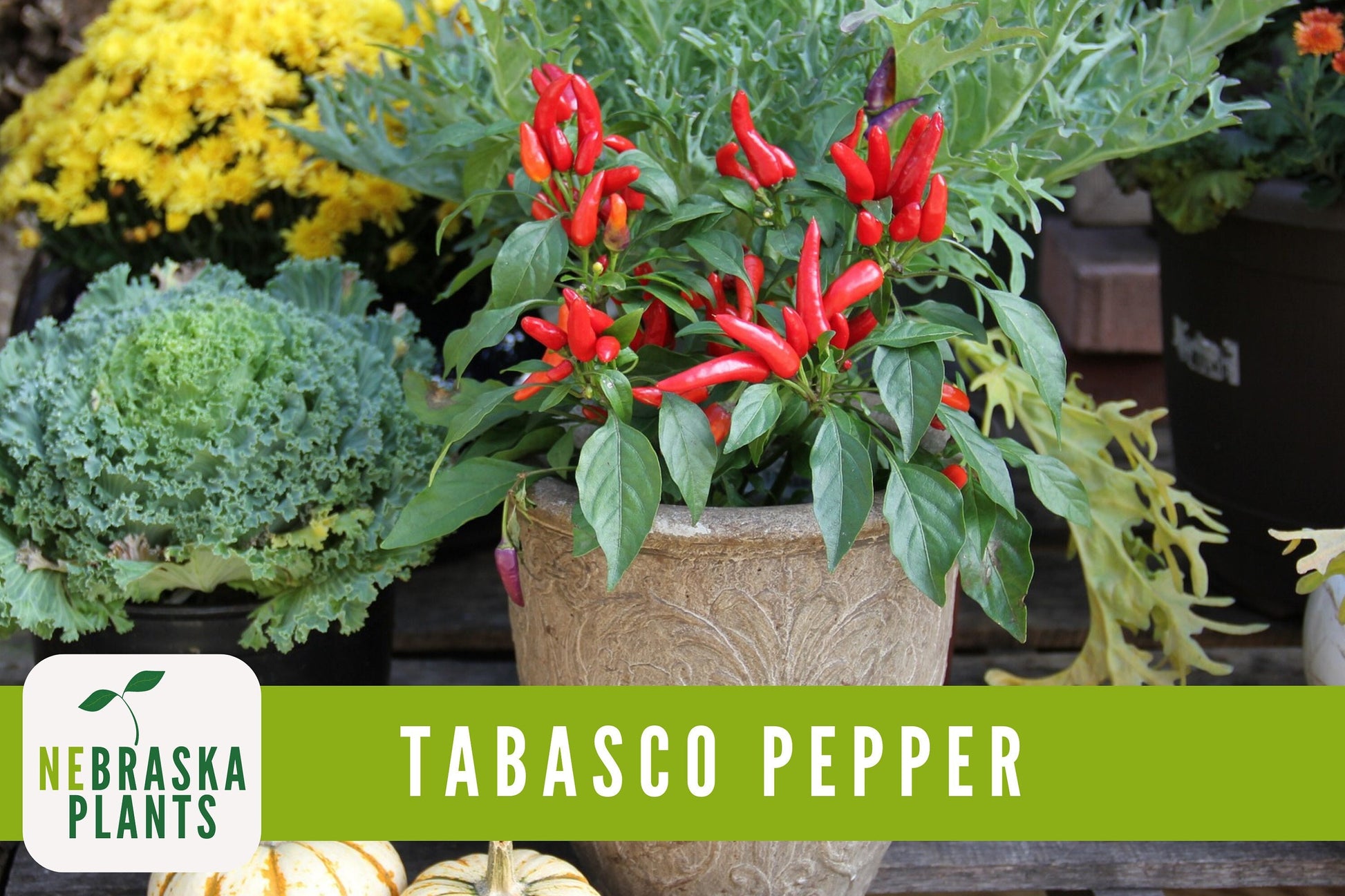 Tabasco Pepper Seeds - Hot Tabasco Chile Pepper Heirloom Garden Seeds - Nebraska Seeds