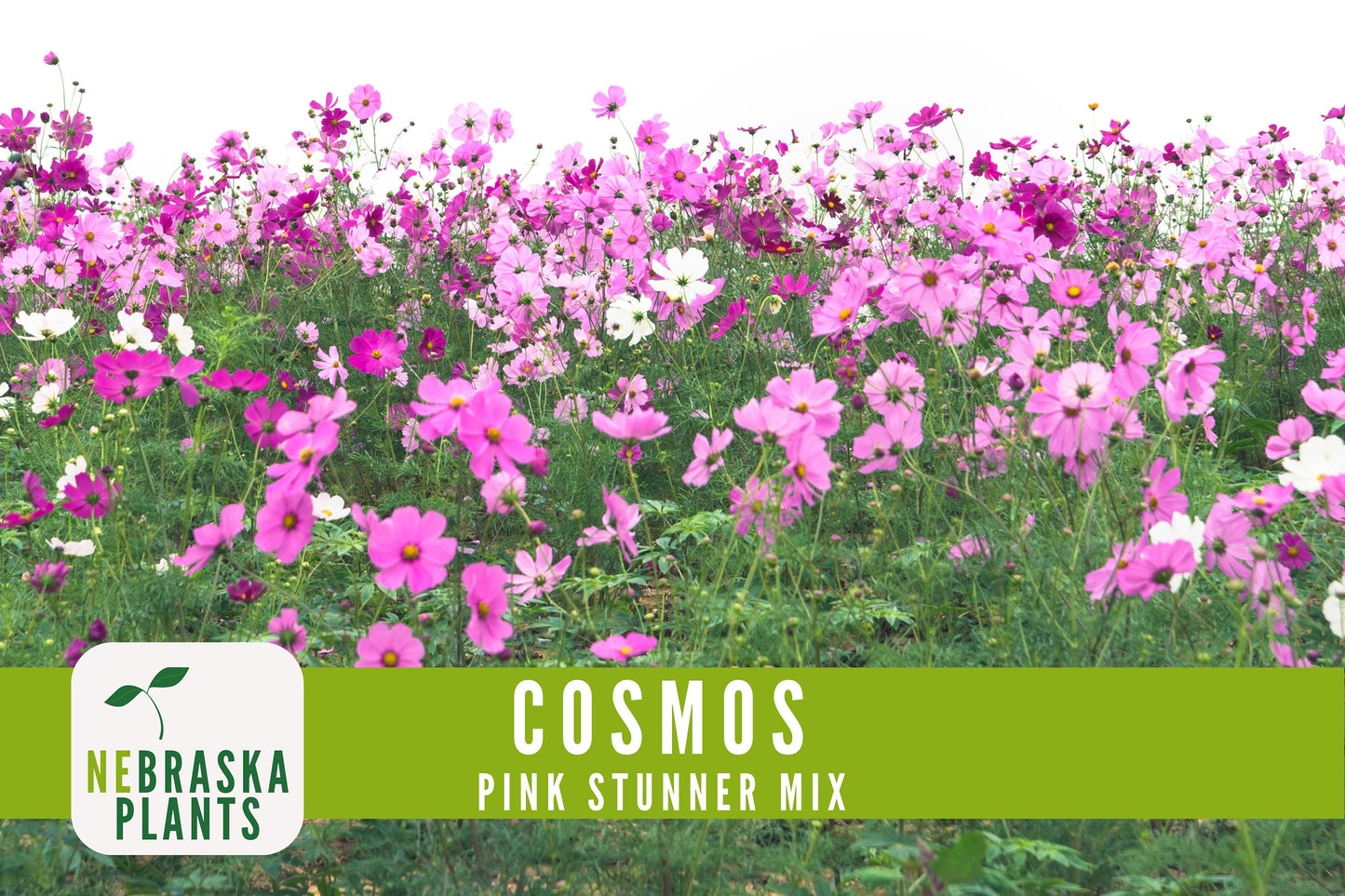 Pink Stunner Cosmos Flower Seeds - Nebraska Seeds