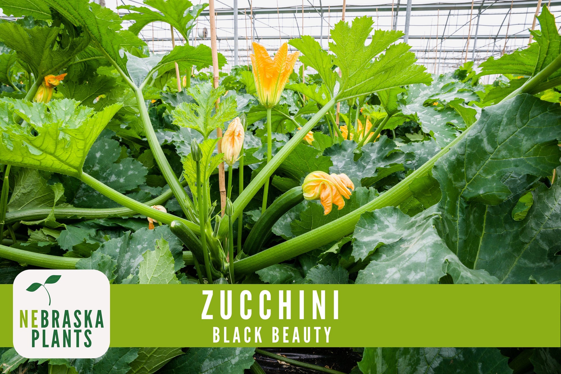 Zucchini Seeds - Black Beauty Heirloom Zucchini Squash Seeds - Nebraska Seeds