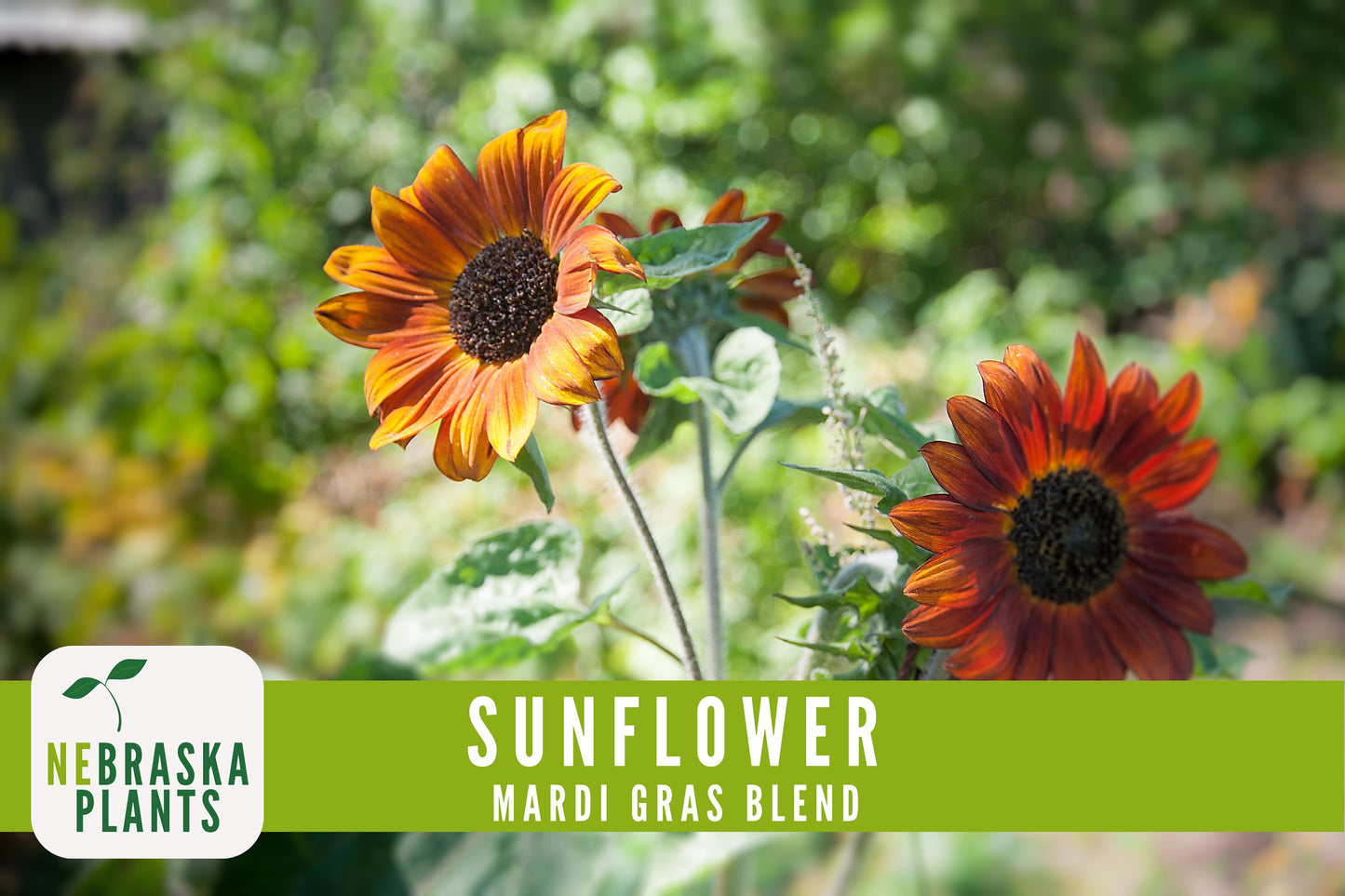 Mardi Gras Sunflower Seeds - Nebraska Seeds