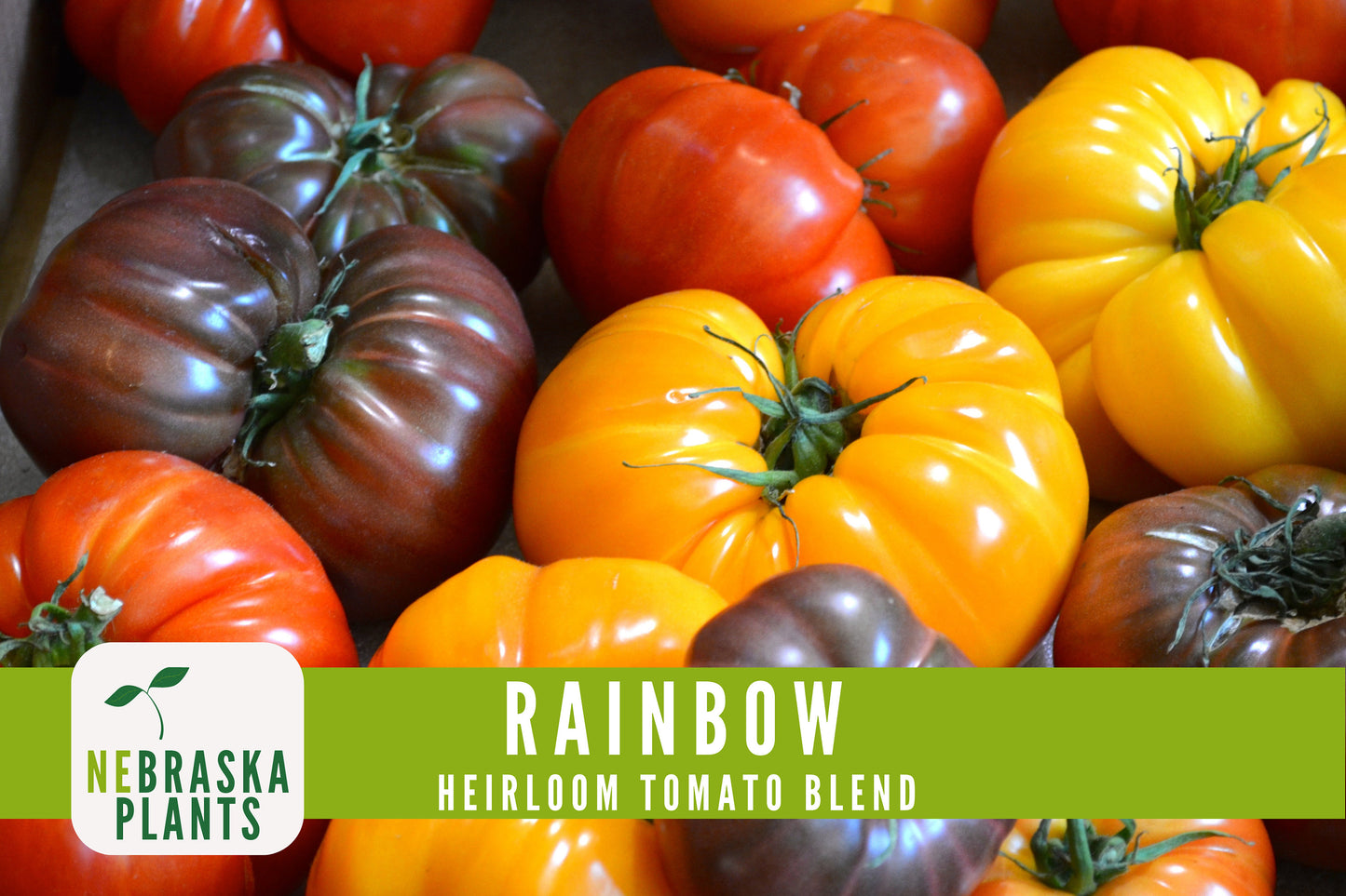 Rainbow Tomato Seeds -  Heirloom Rainbow Tomato Seed Mix - Nebraska Seeds