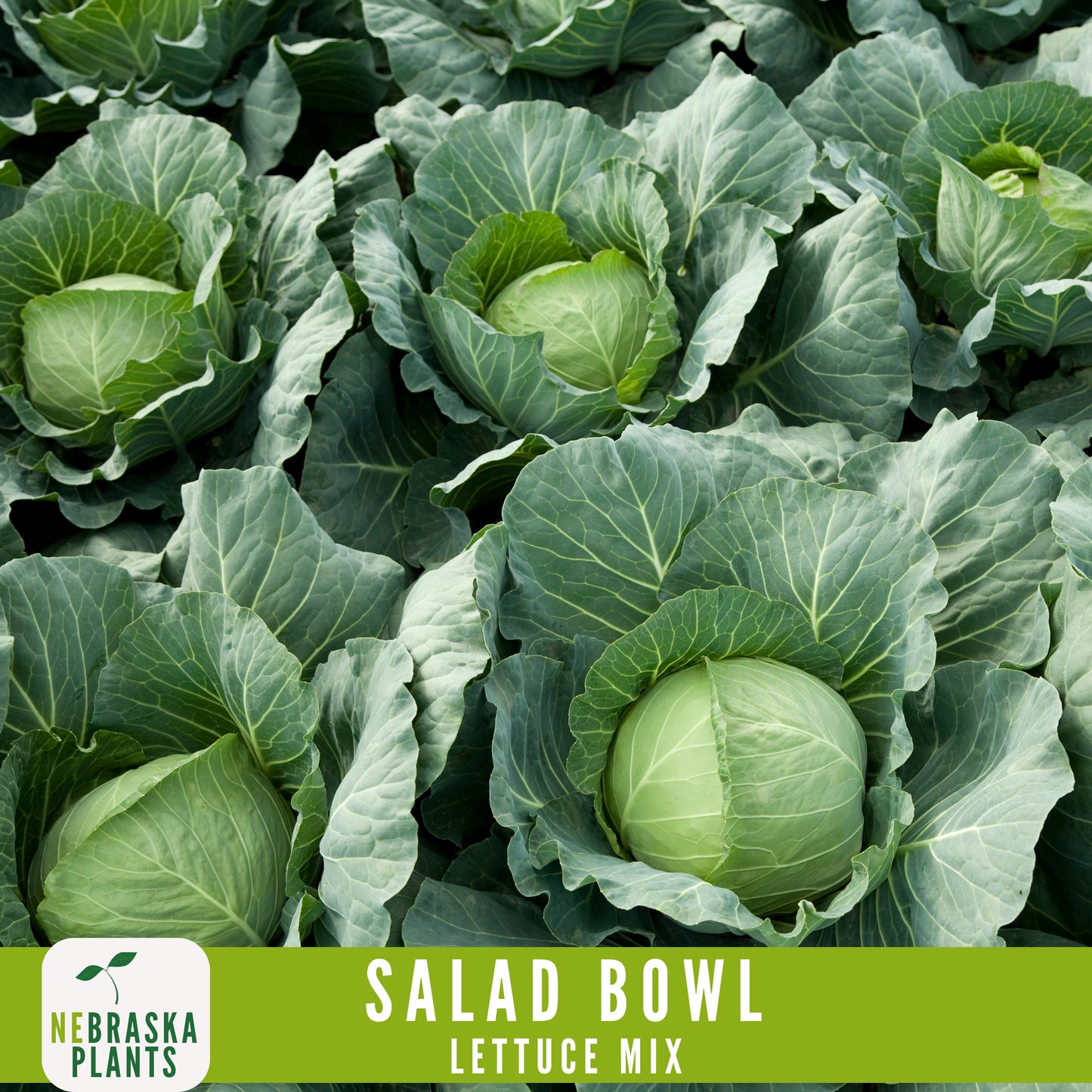 Salad Bowl Container Mix - Heirloom Lettuce Seeds - Nebraska Seeds