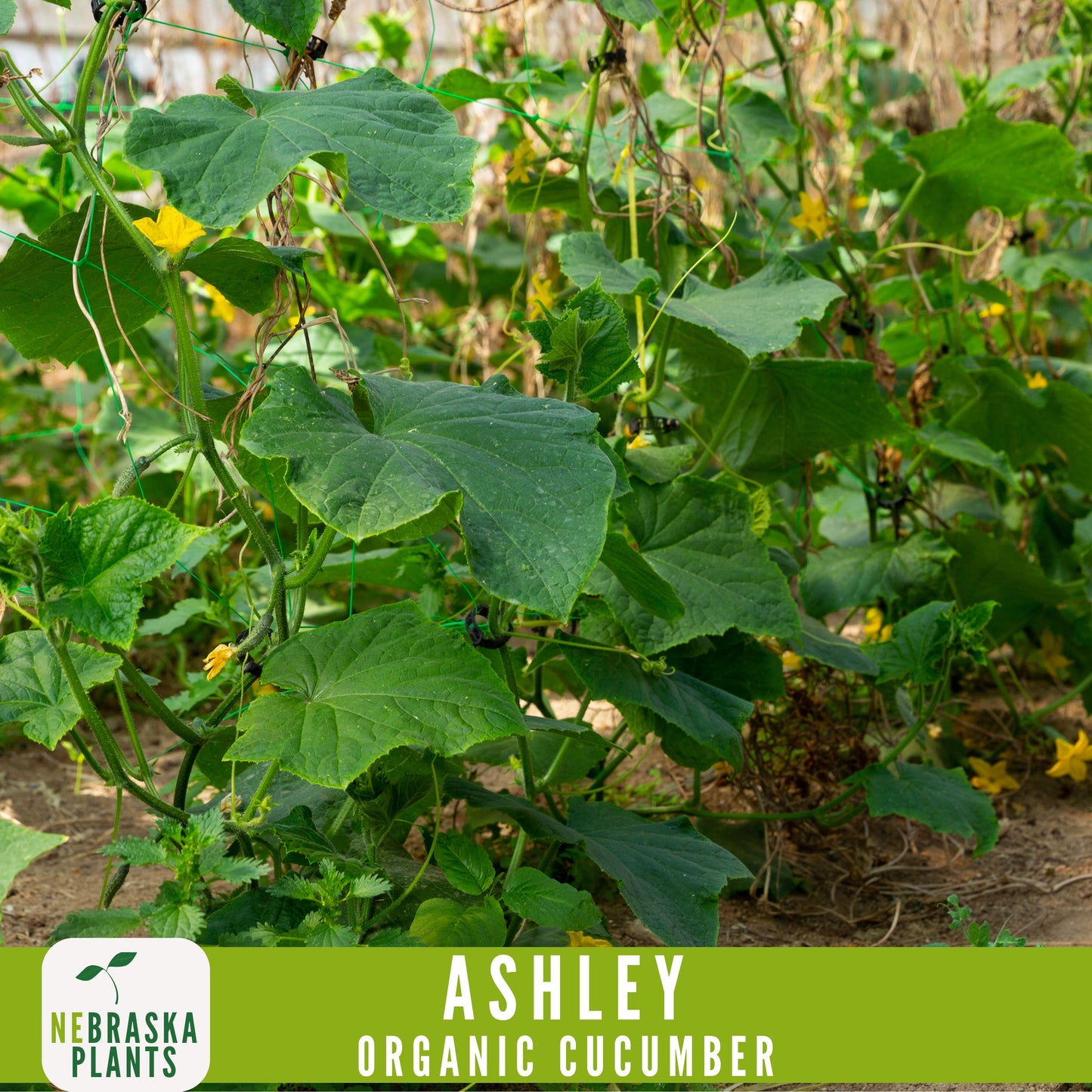 Organic Ashley Cucumber Seeds - Nebraska Seeds