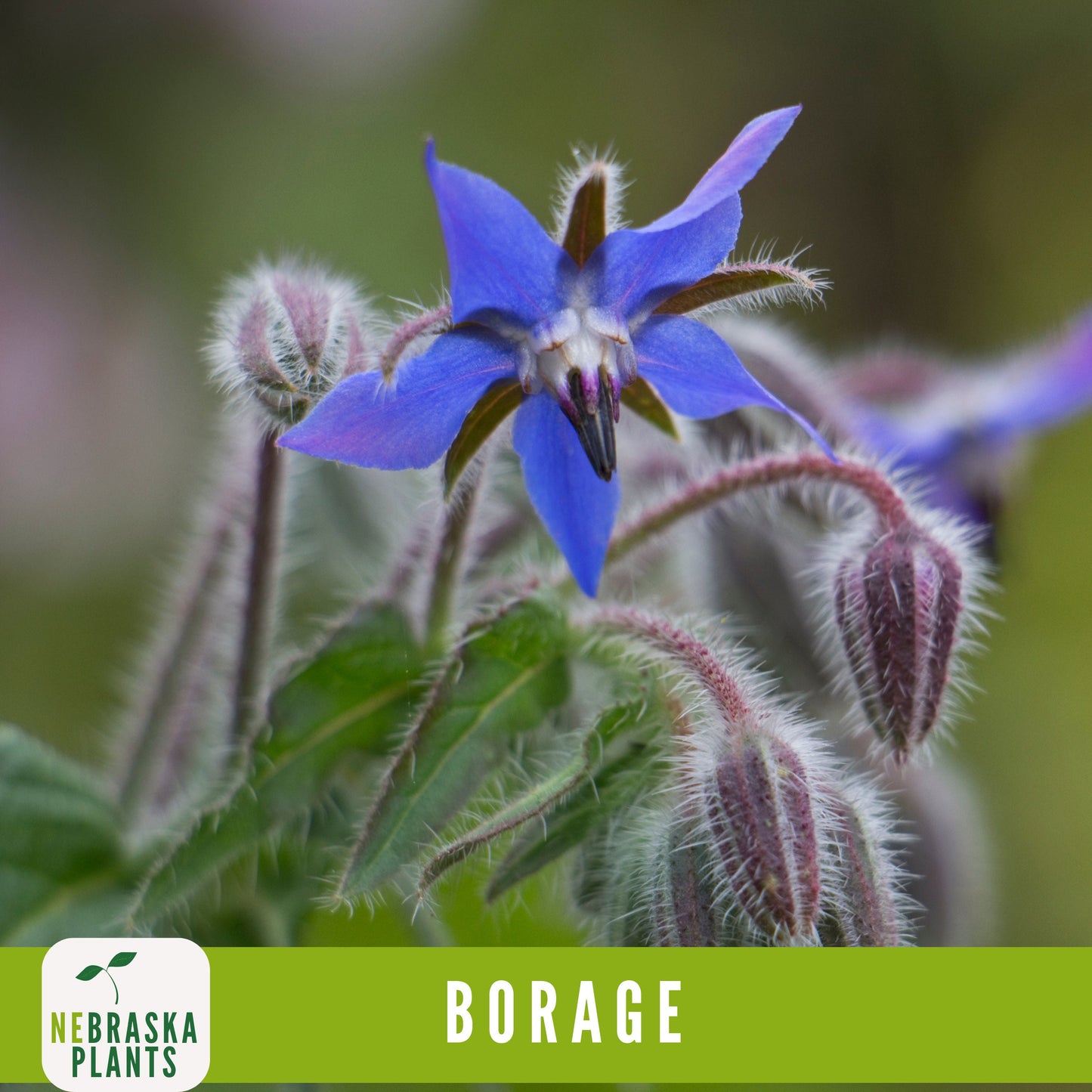 Borage Seeds - Nebraska Seeds