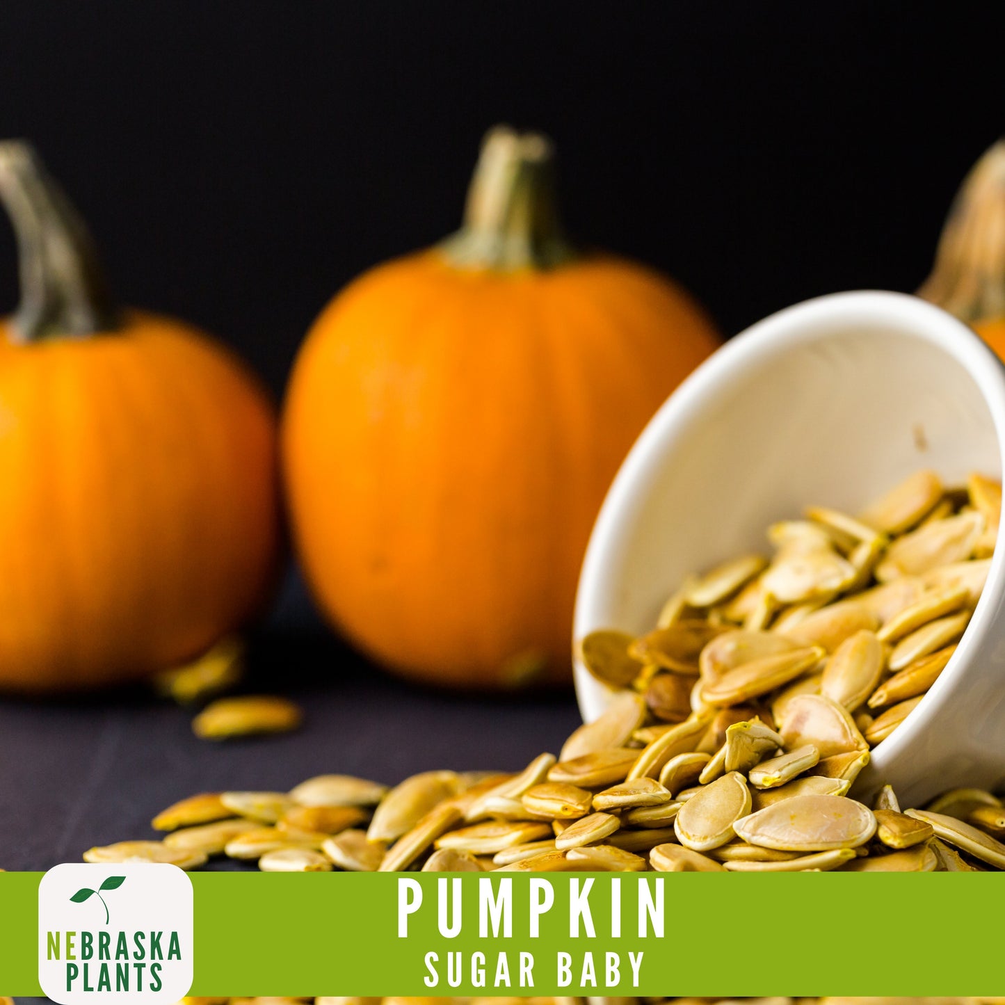 Sugar Pie Pumpkin Seeds - Celebrate the Spirit of Autumn with Heirloom, Non-GMO Pumpkin Seeds - Nebraska Seeds