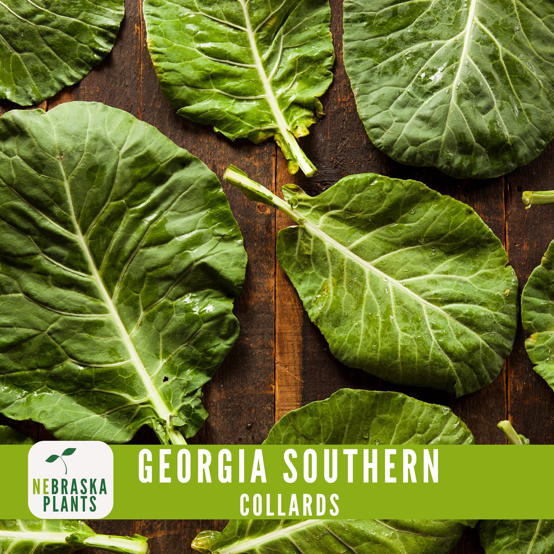 Georgia Southern Collard Seeds - Nebraska Seeds