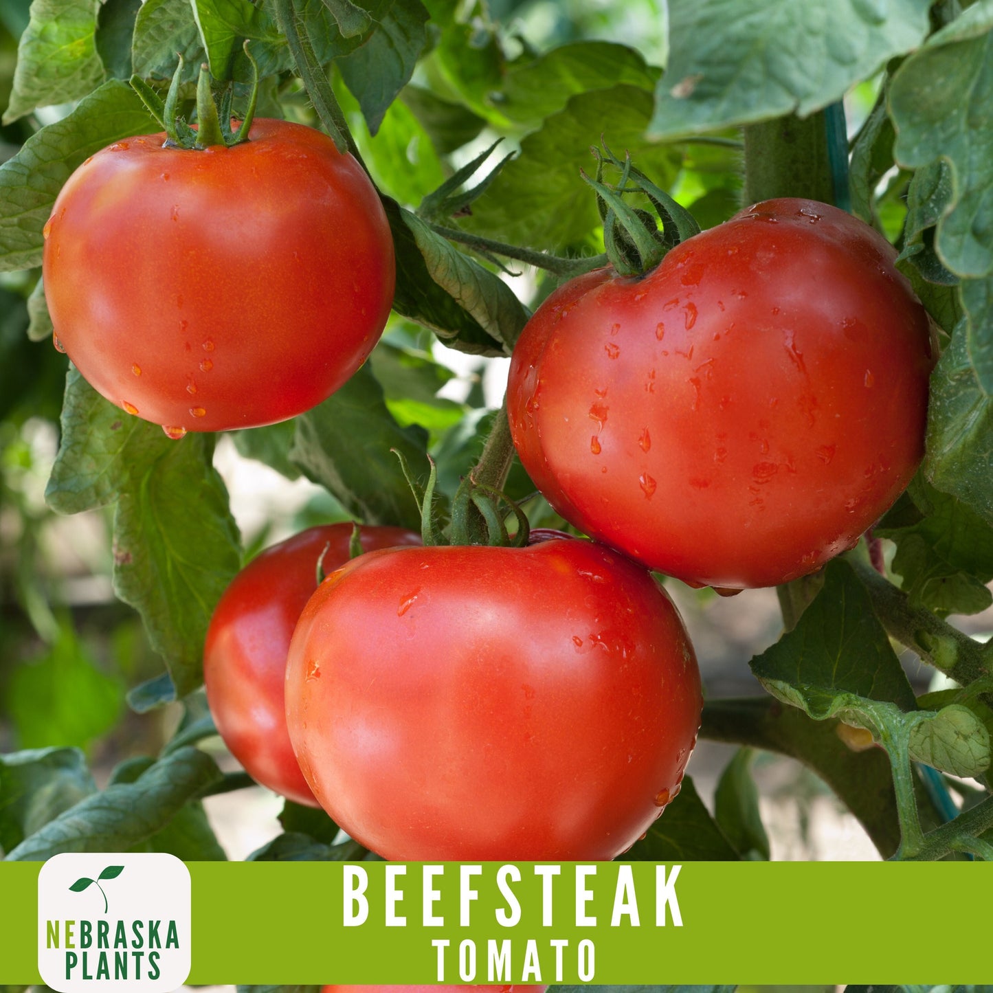 Beefsteak Tomato Seeds - Nebraska Seeds