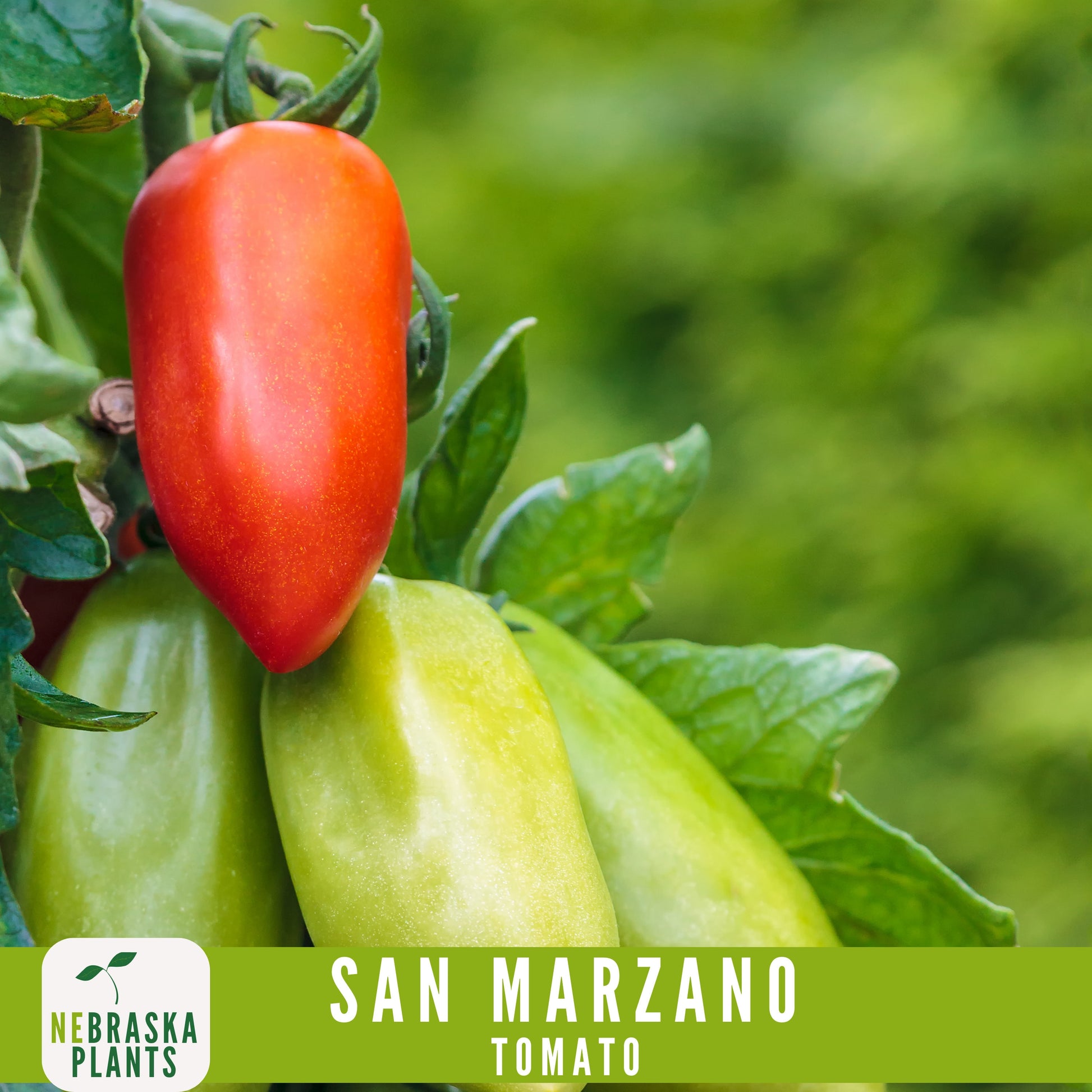 San Marzano Tomato Seeds - Delicious Italian Heirloom Tomatoes Great for Sauce or Enjoying Fresh! - Nebraska Seeds