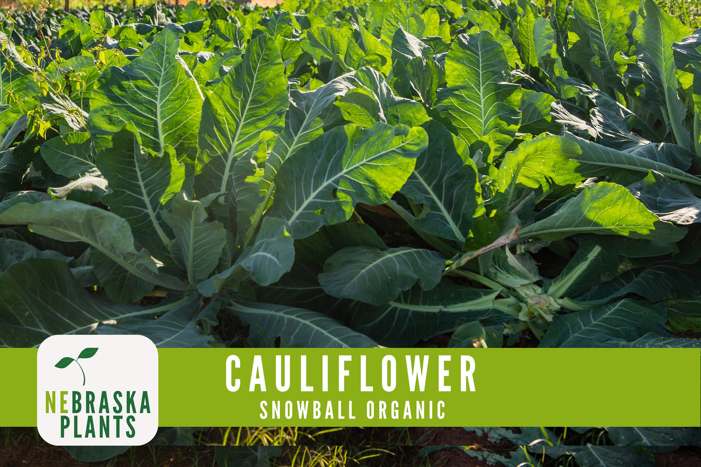 Organic Snowball Cauliflower Seeds - Nebraska Seeds