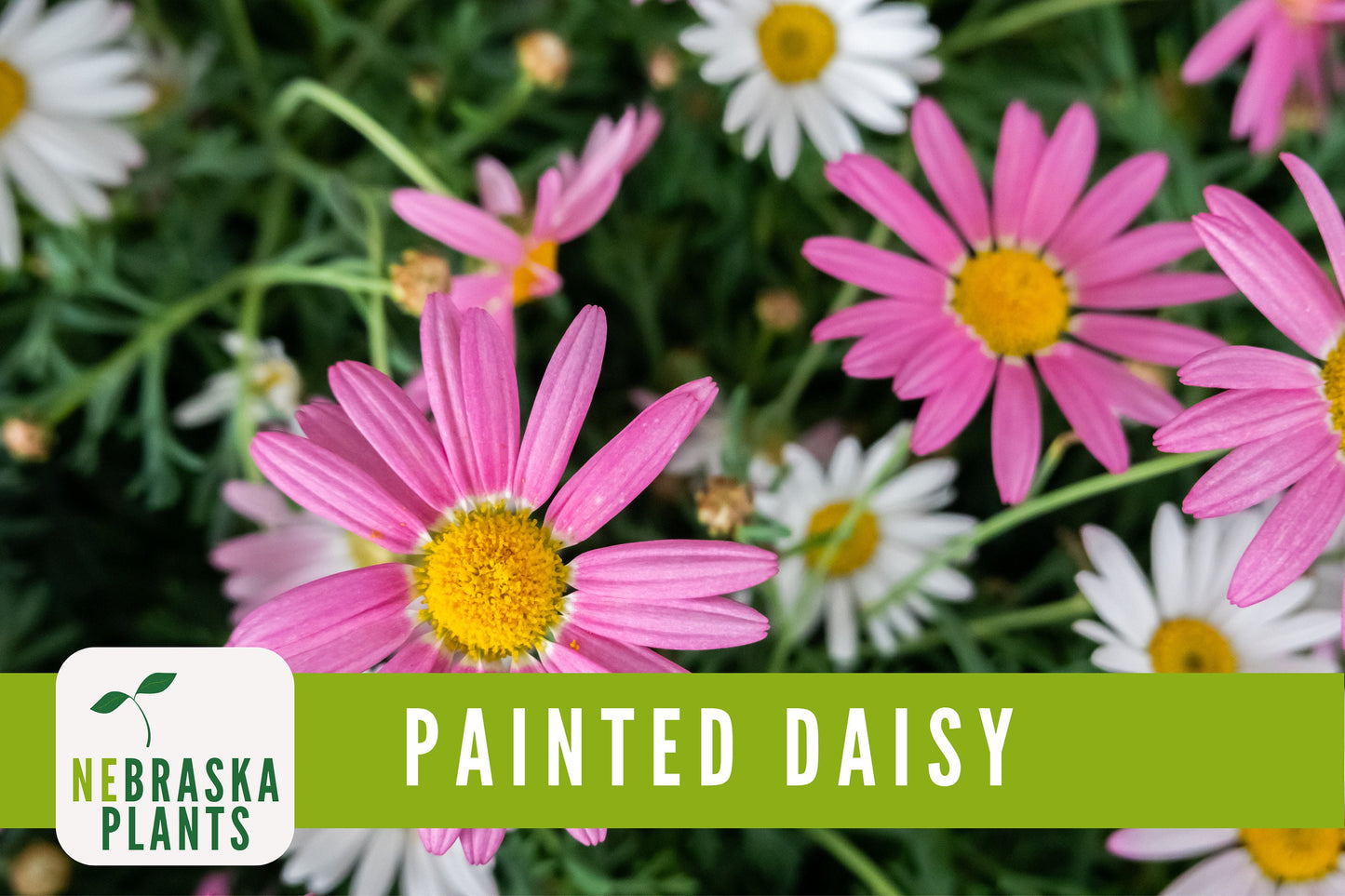 Painted Daisy Heirloom Flower Seeds - Nebraska Seeds