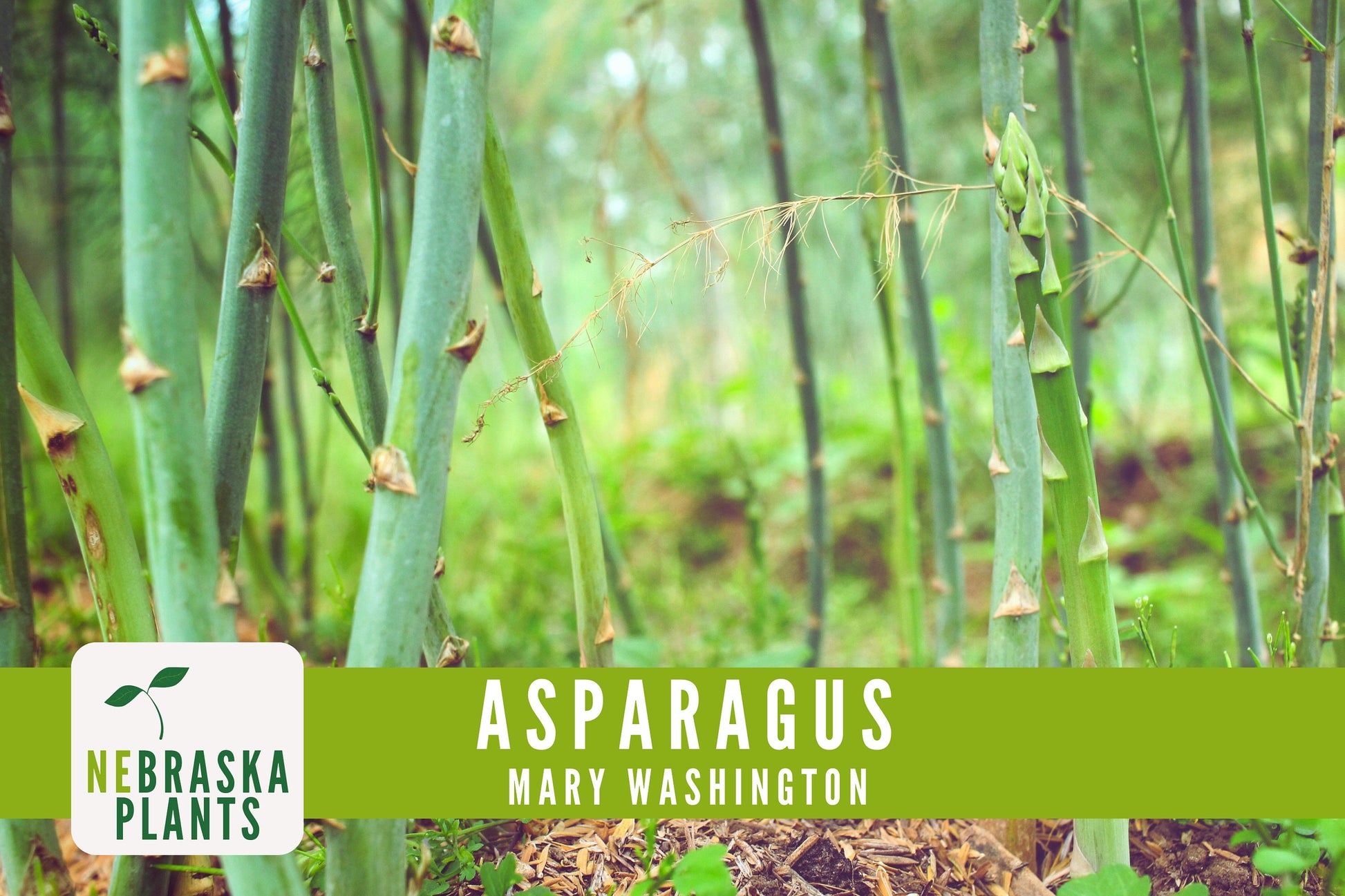 Mary Washington Asparagus Seeds - Nebraska Seeds