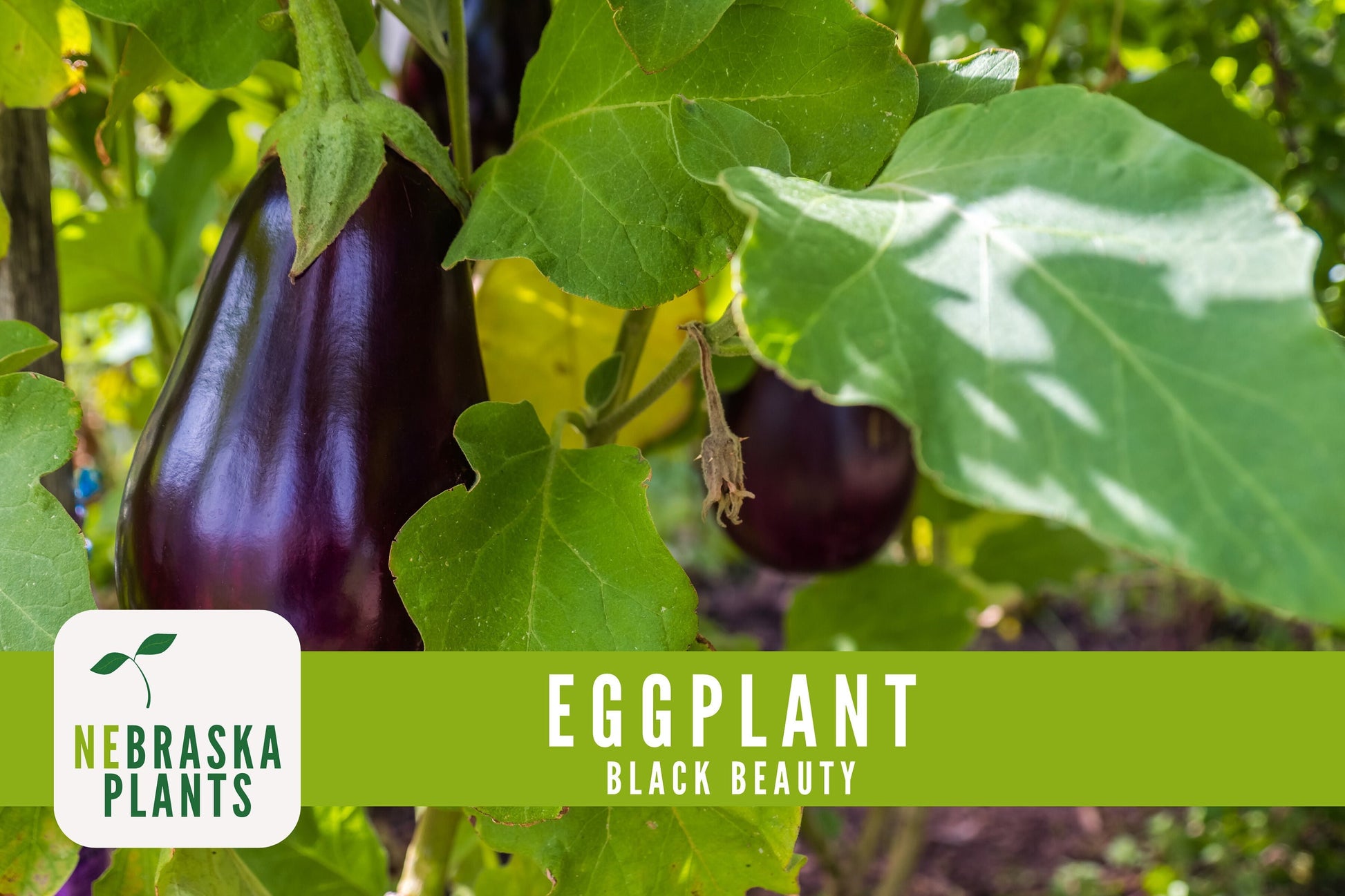 Black Beauty Eggplant Seeds - Nebraska Seeds