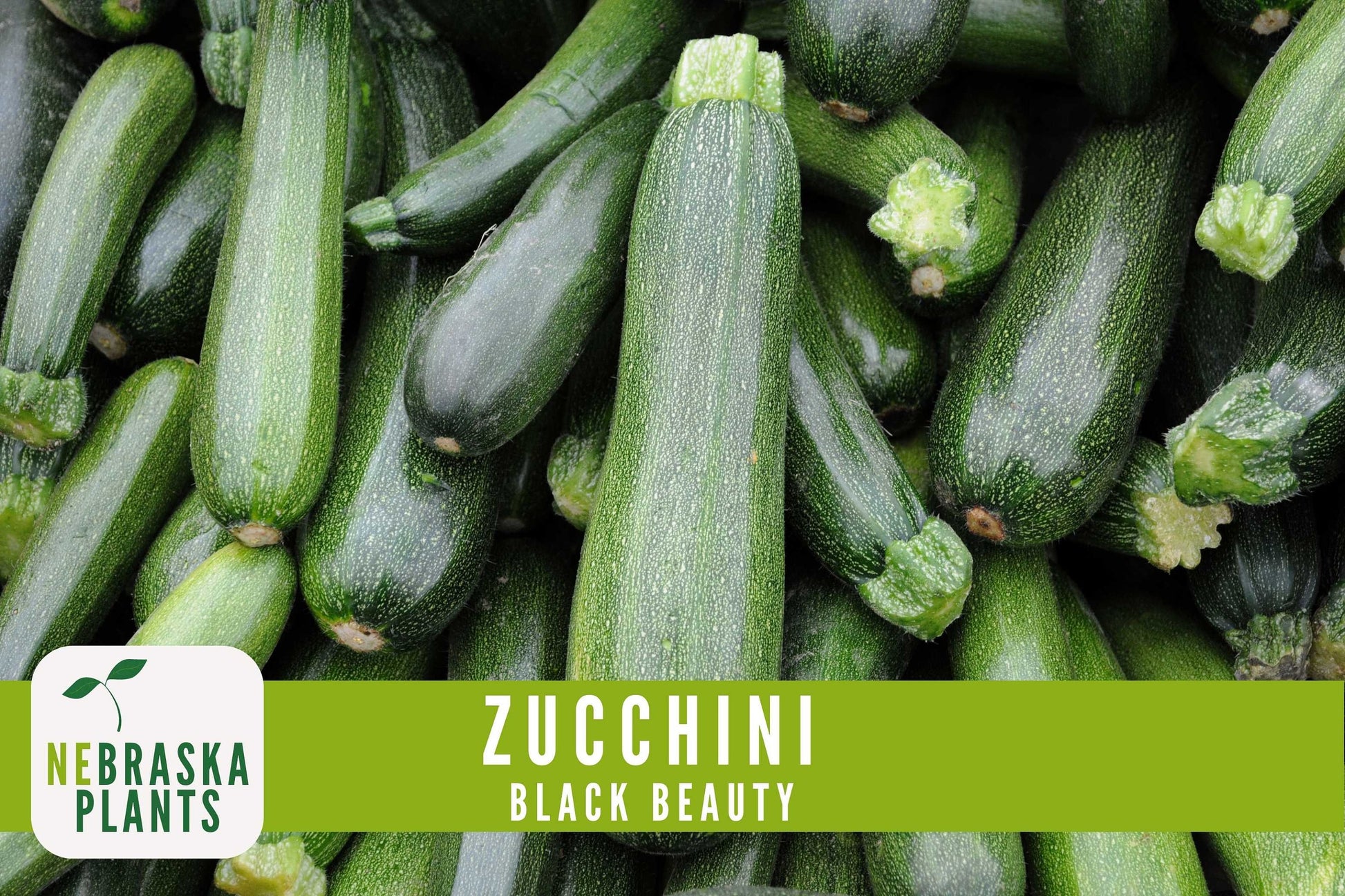 Zucchini Seeds - Black Beauty Heirloom Zucchini Squash Seeds - Nebraska Seeds